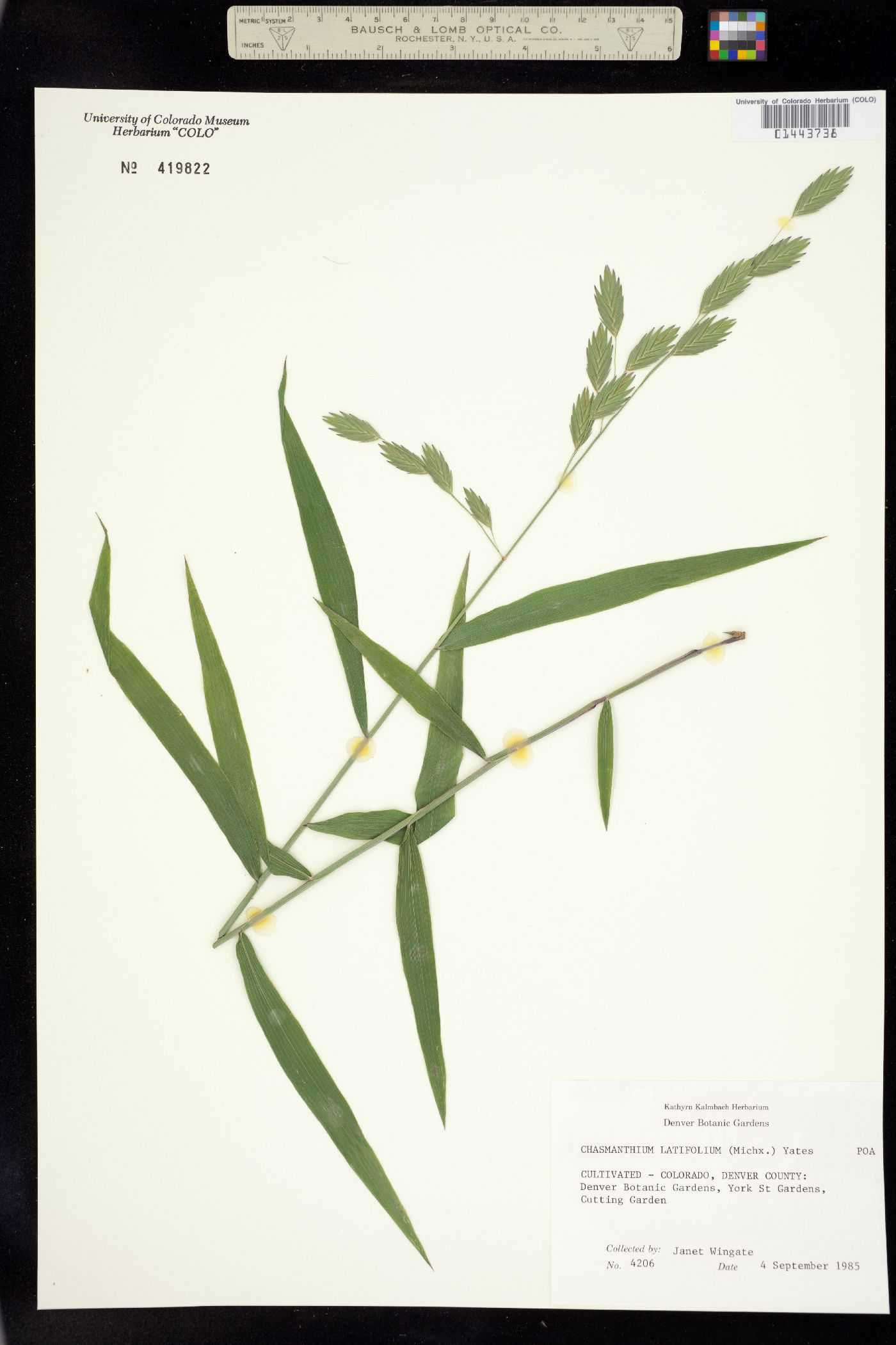 Chasmanthium latifolium image