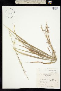 Chasmanthium laxum ssp. sessiliflorum image