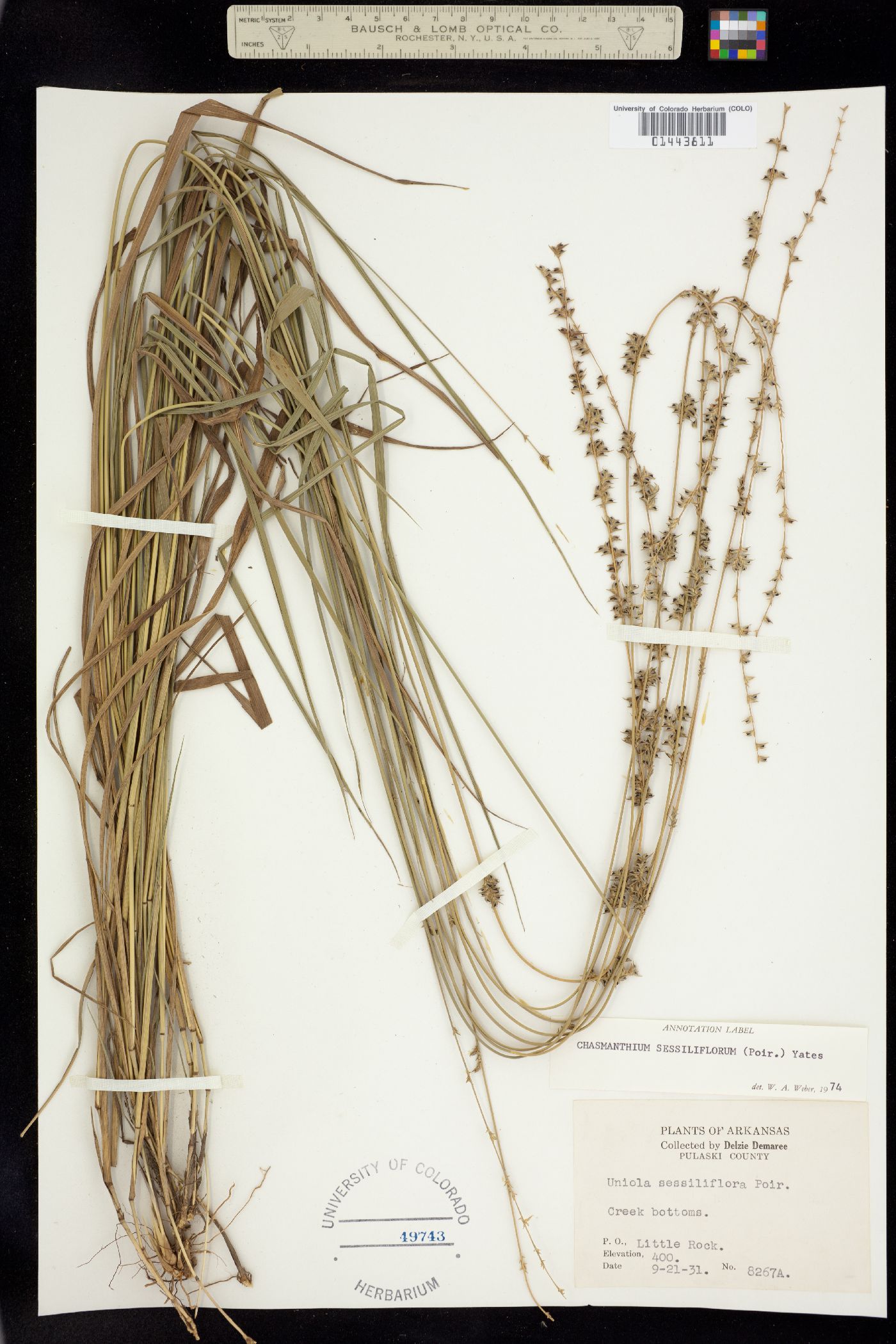 Chasmanthium laxum ssp. sessiliflorum image