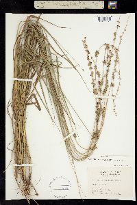 Chasmanthium laxum ssp. sessiliflorum image