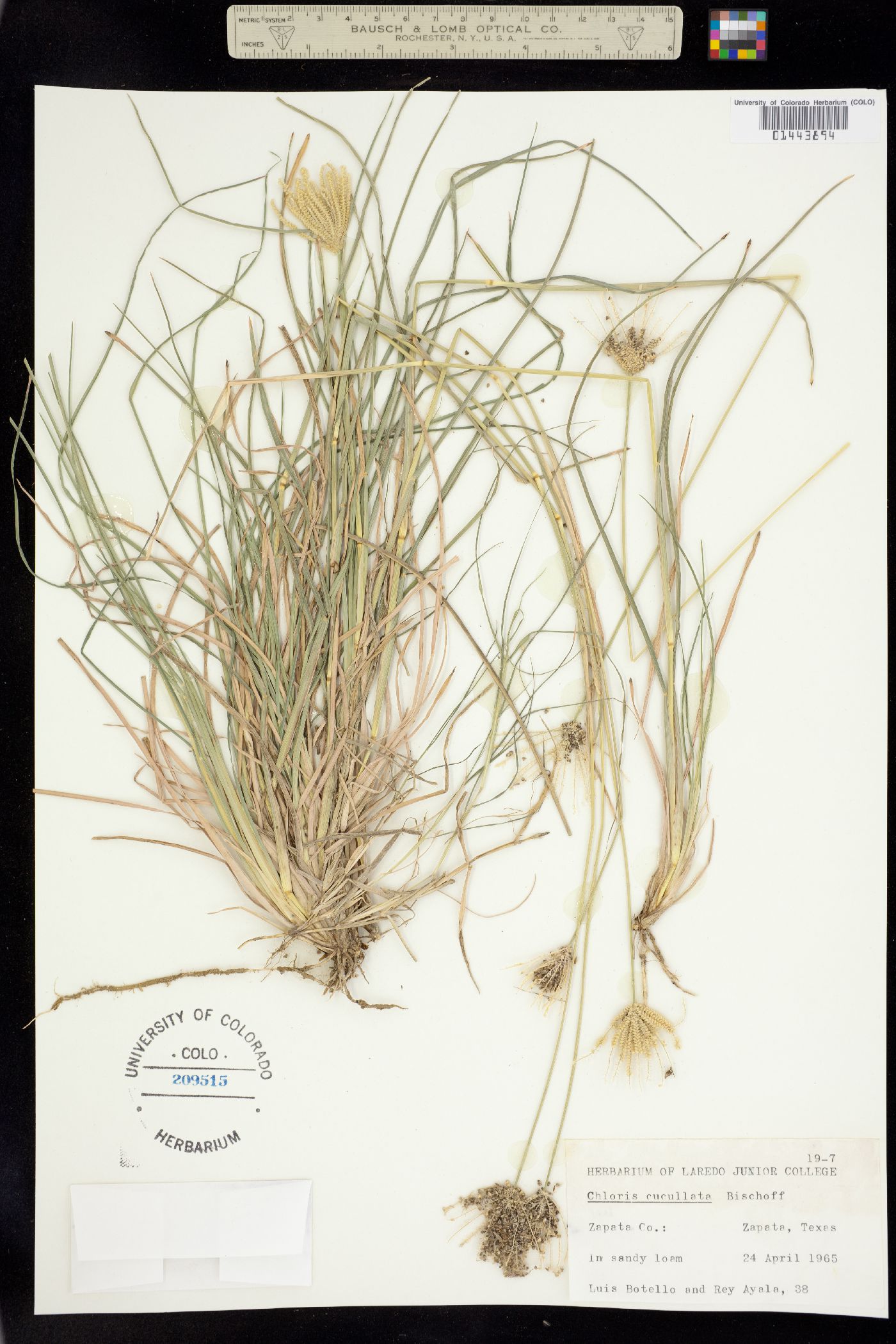 Chloris cucullata image