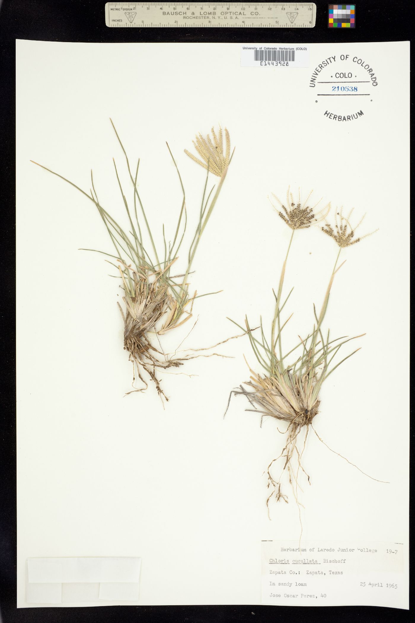 Chloris cucullata image