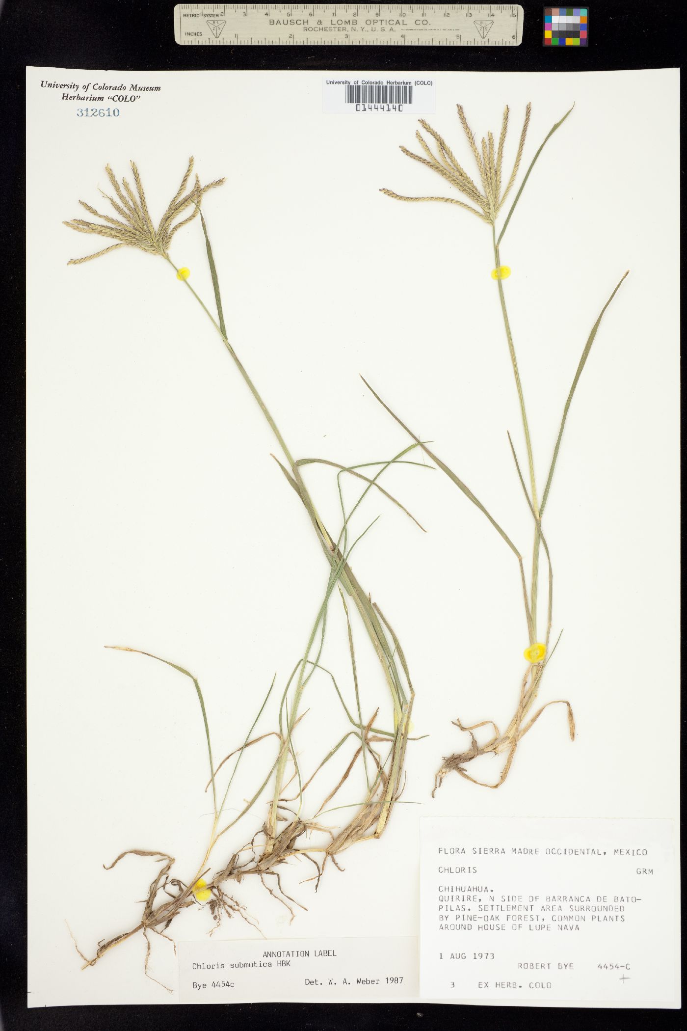 Chloris submutica image