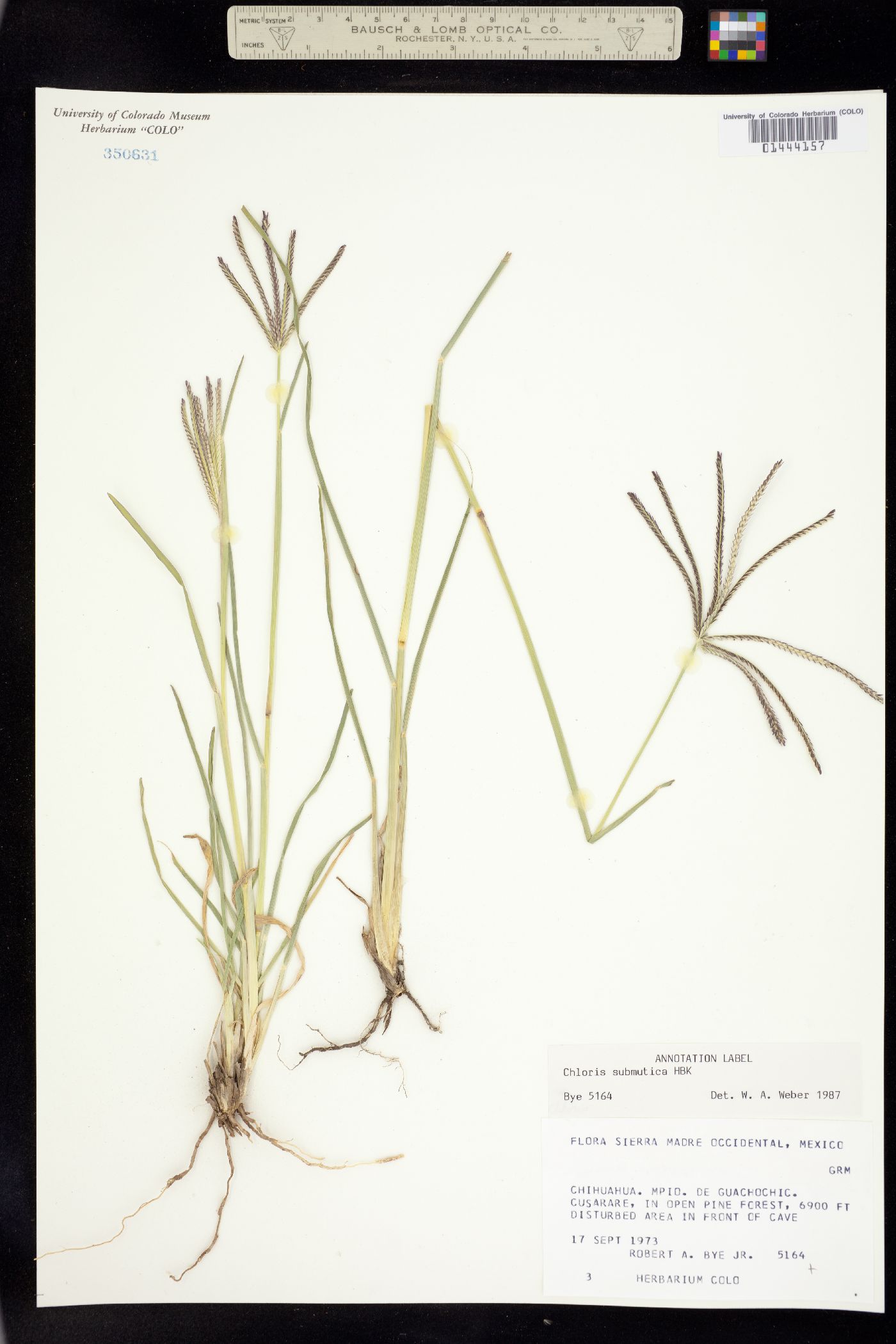 Chloris submutica image