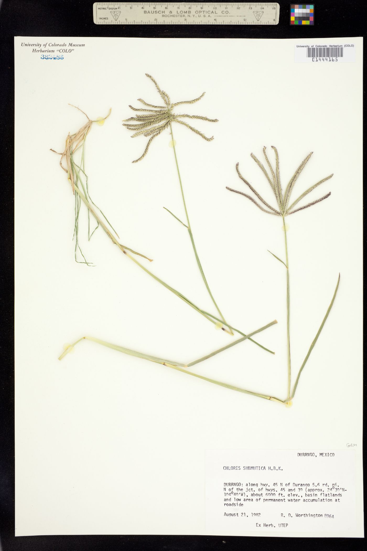 Chloris submutica image