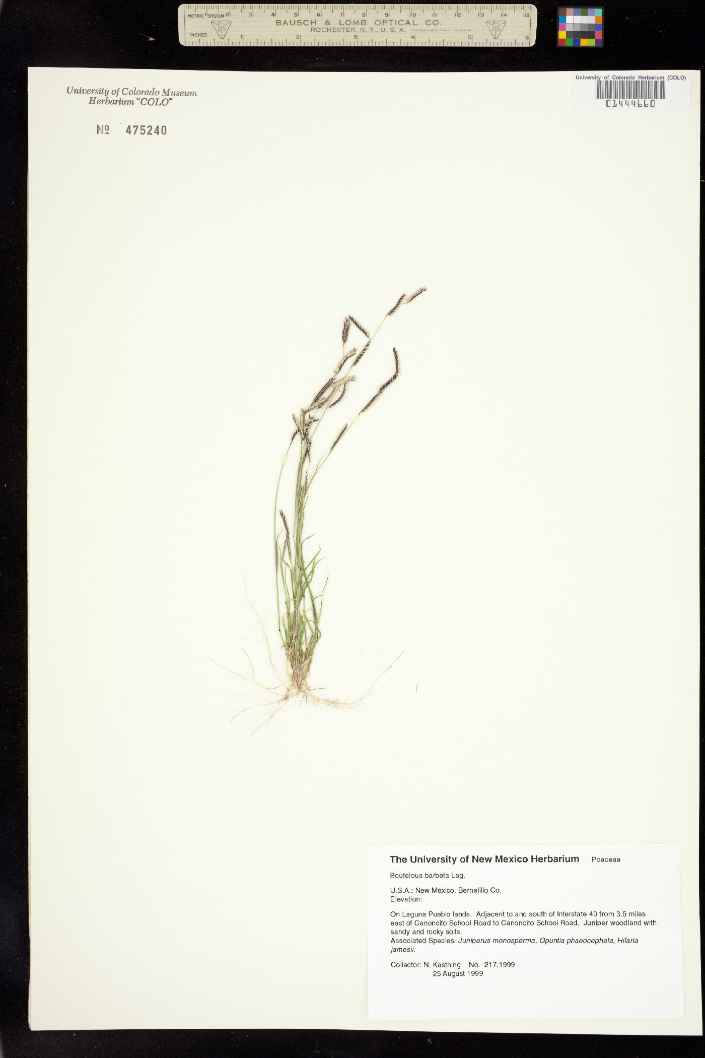 Bouteloua barbata image