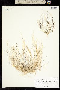 Chondrosum barbatum image