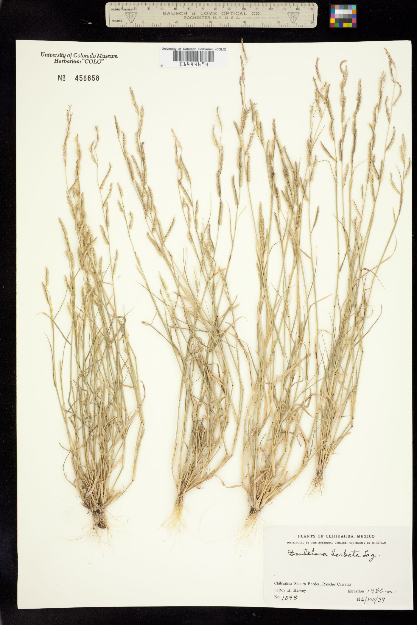 Chondrosum barbatum image
