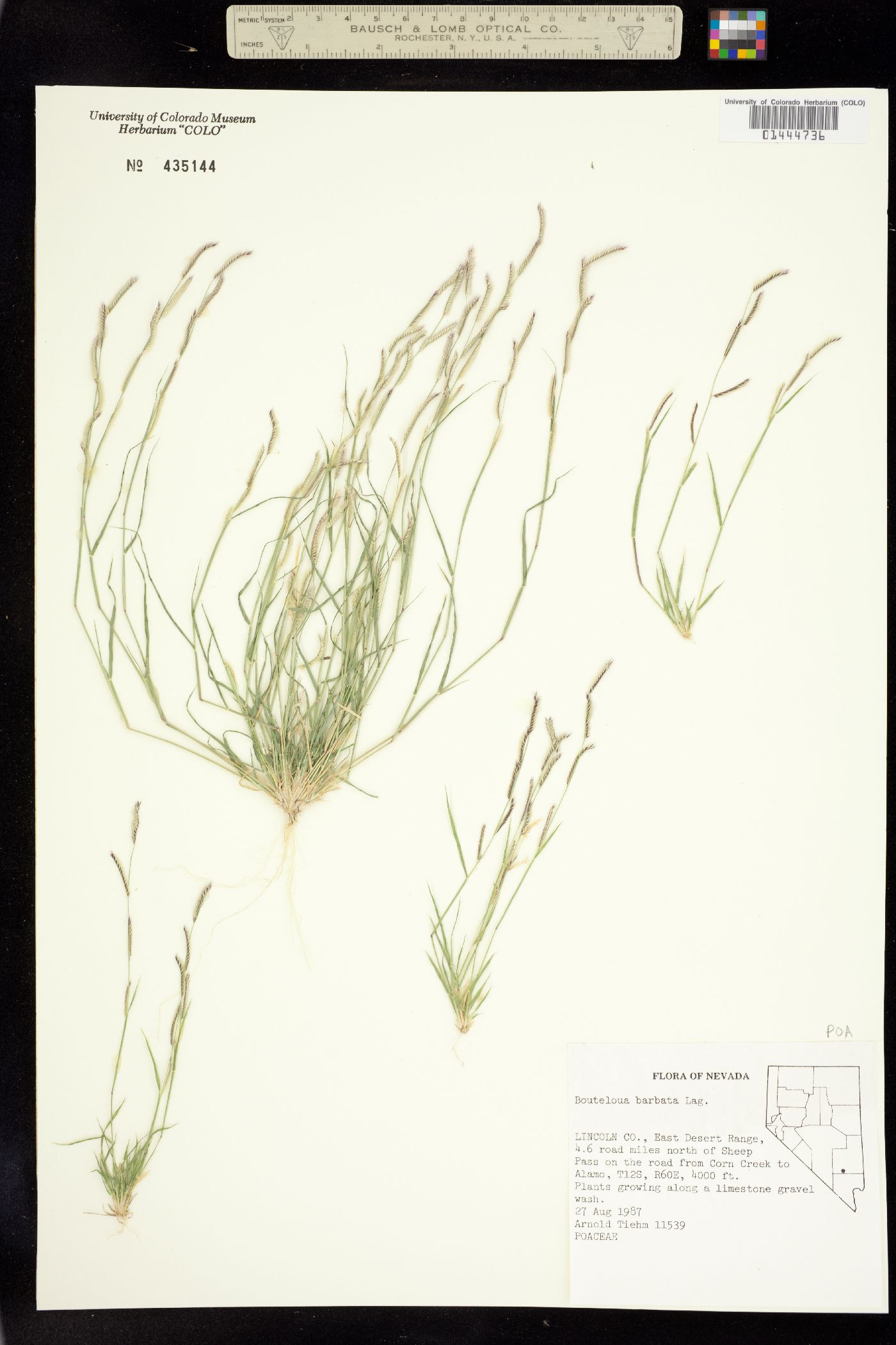 Chondrosum image
