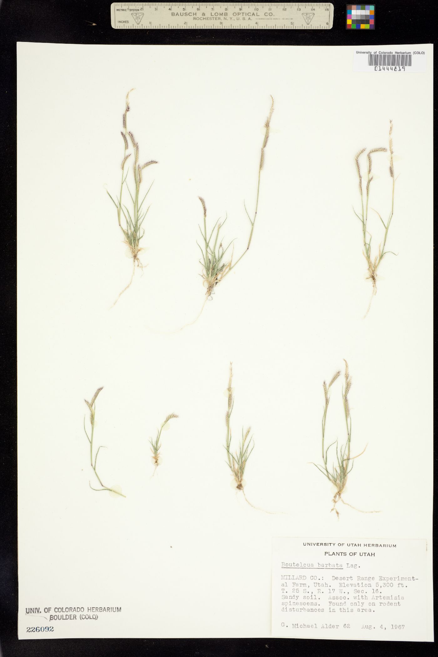 Bouteloua image