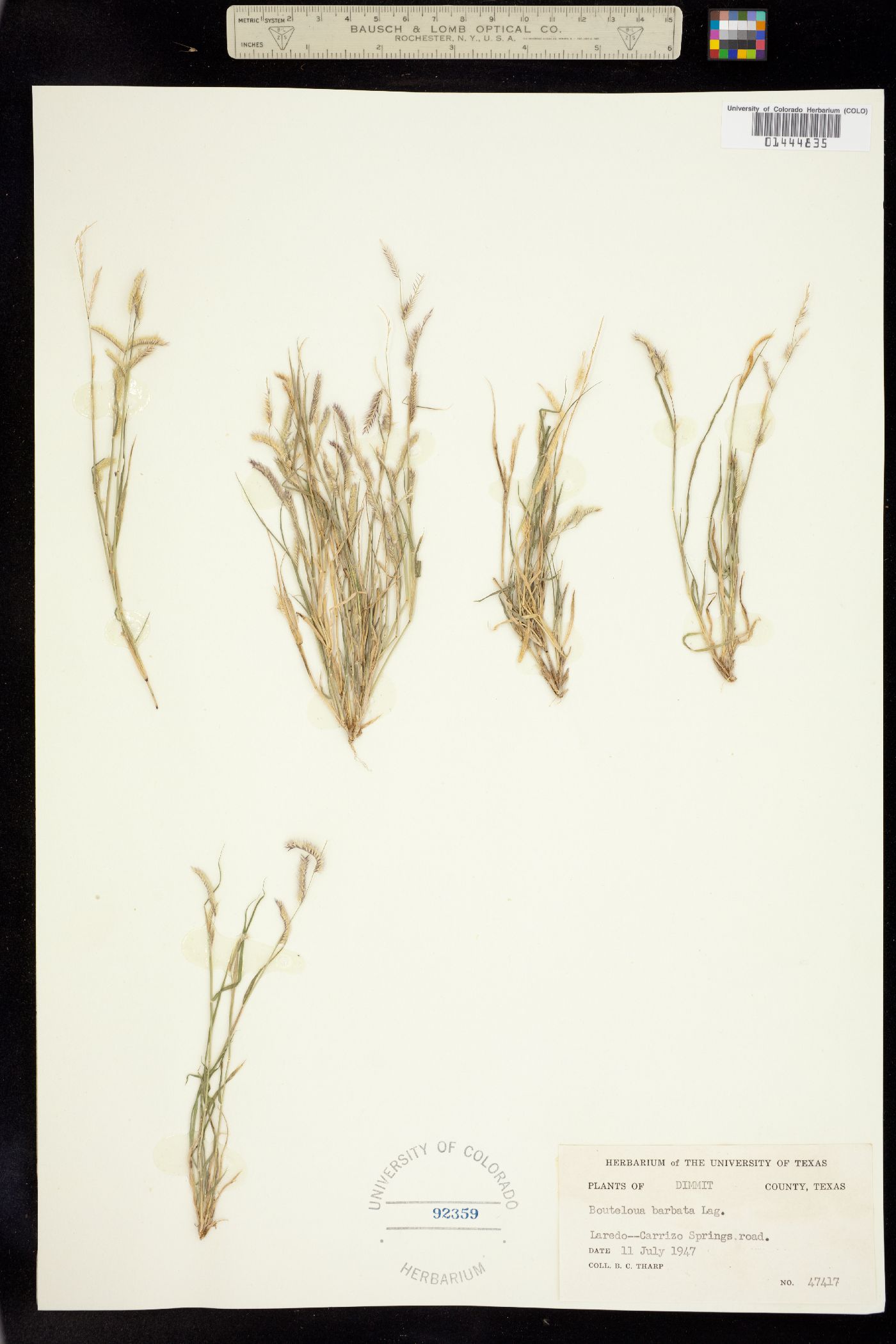 Bouteloua barbata image
