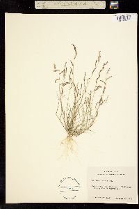 Chondrosum barbatum image