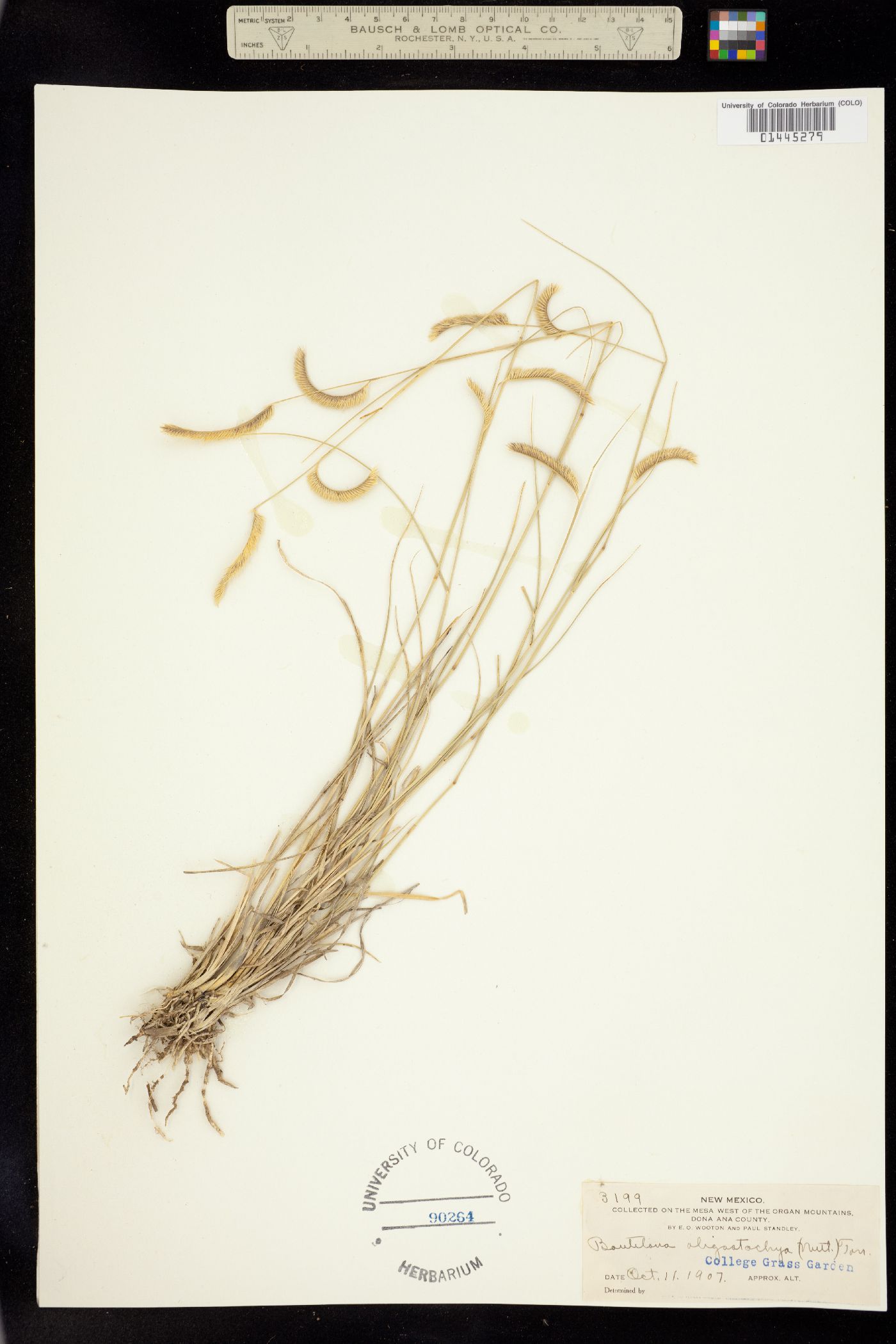 Bouteloua gracilis image