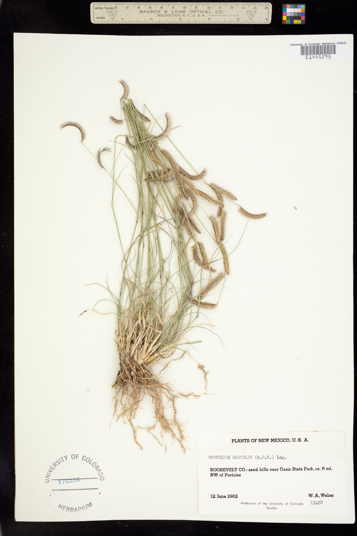 Bouteloua gracilis image