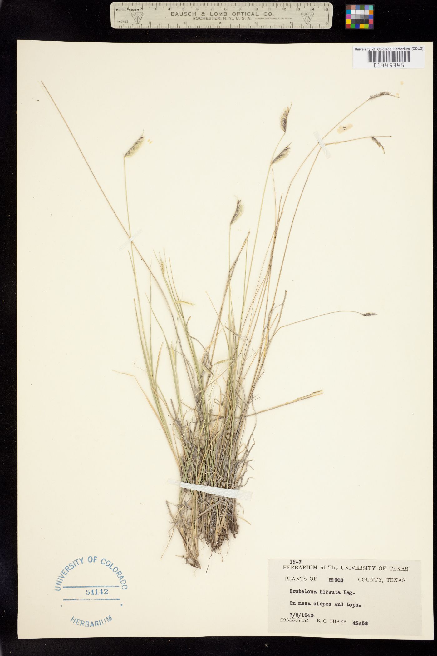 Bouteloua hirsuta image