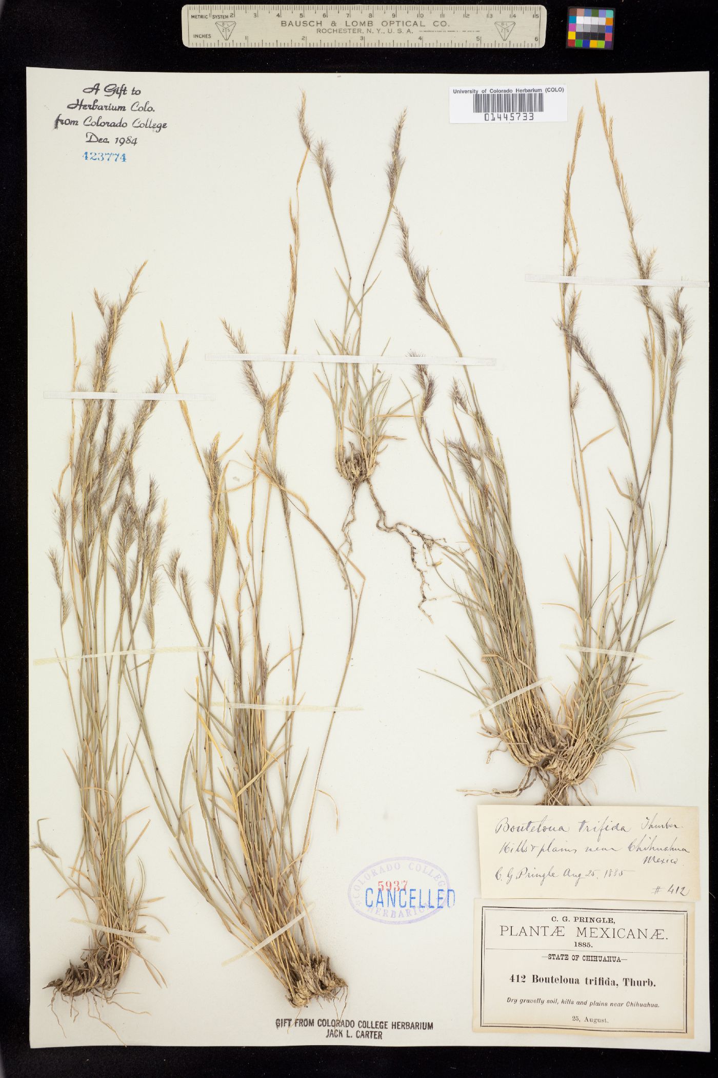 Bouteloua trifida image