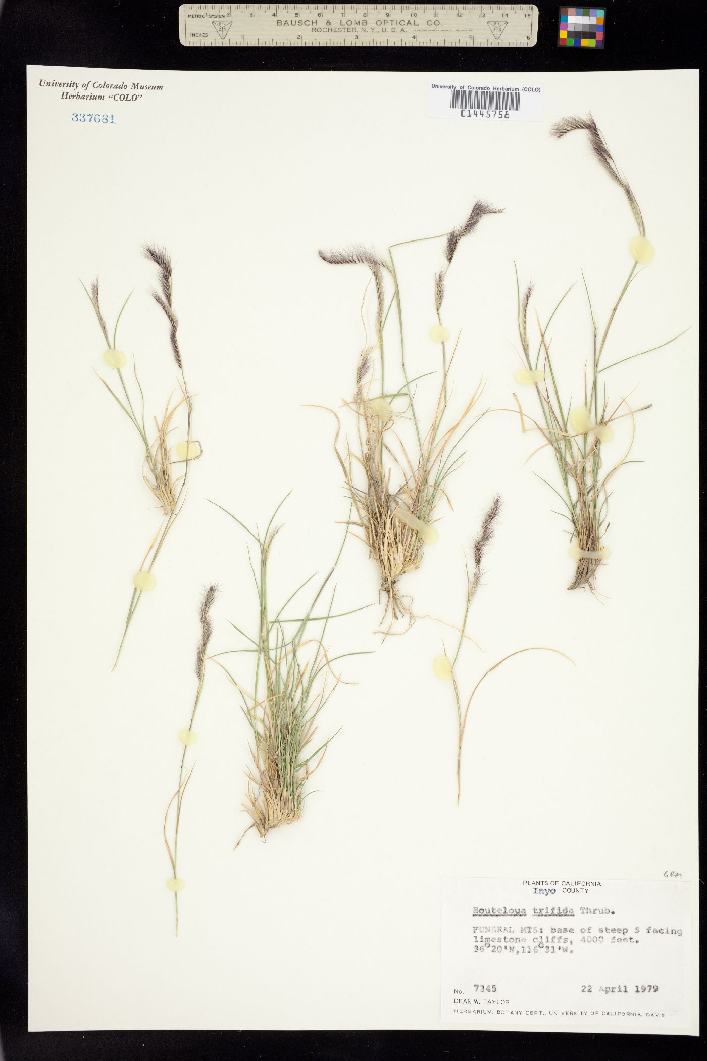 Bouteloua trifida image