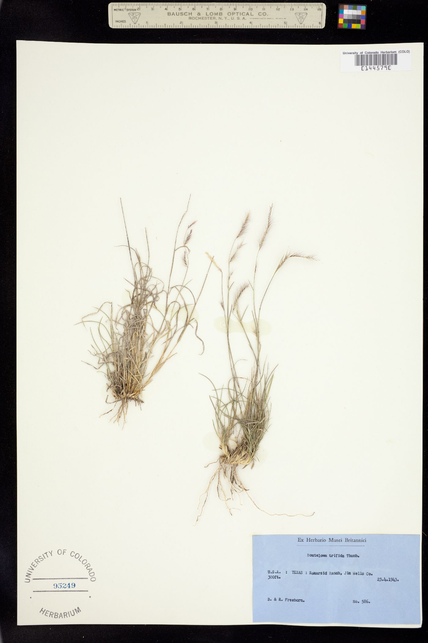 Bouteloua trifida image