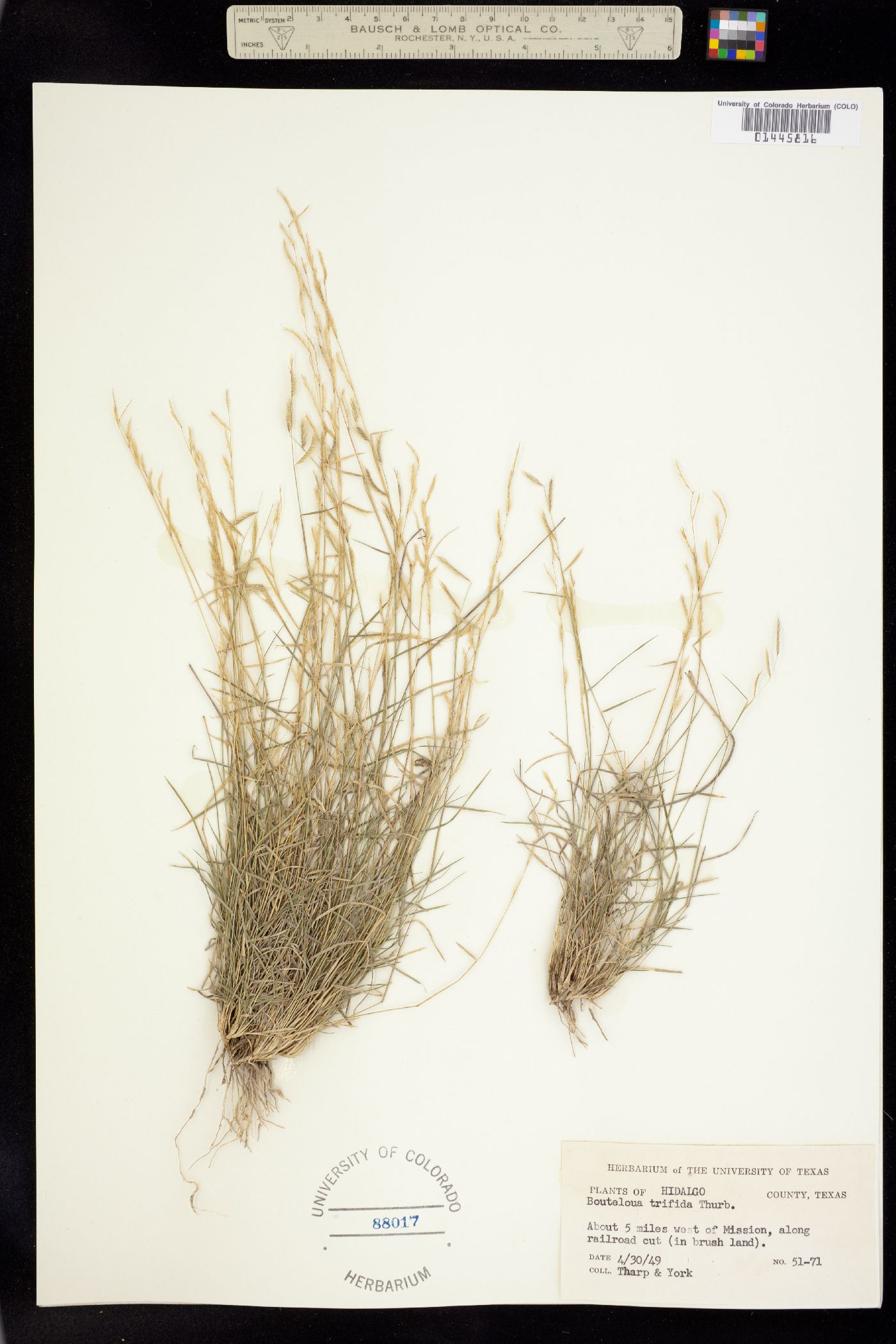 Bouteloua trifida image