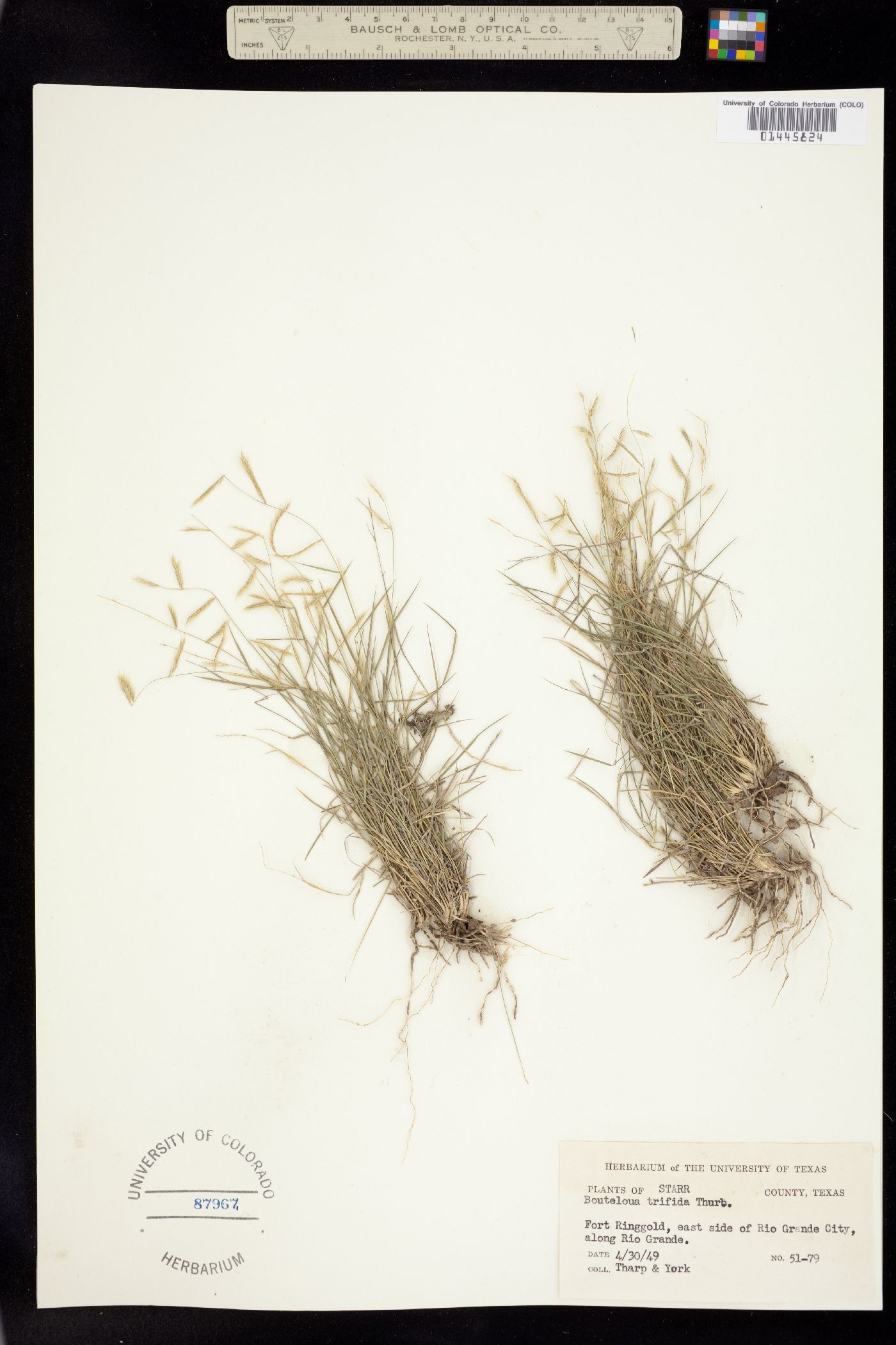 Bouteloua trifida image