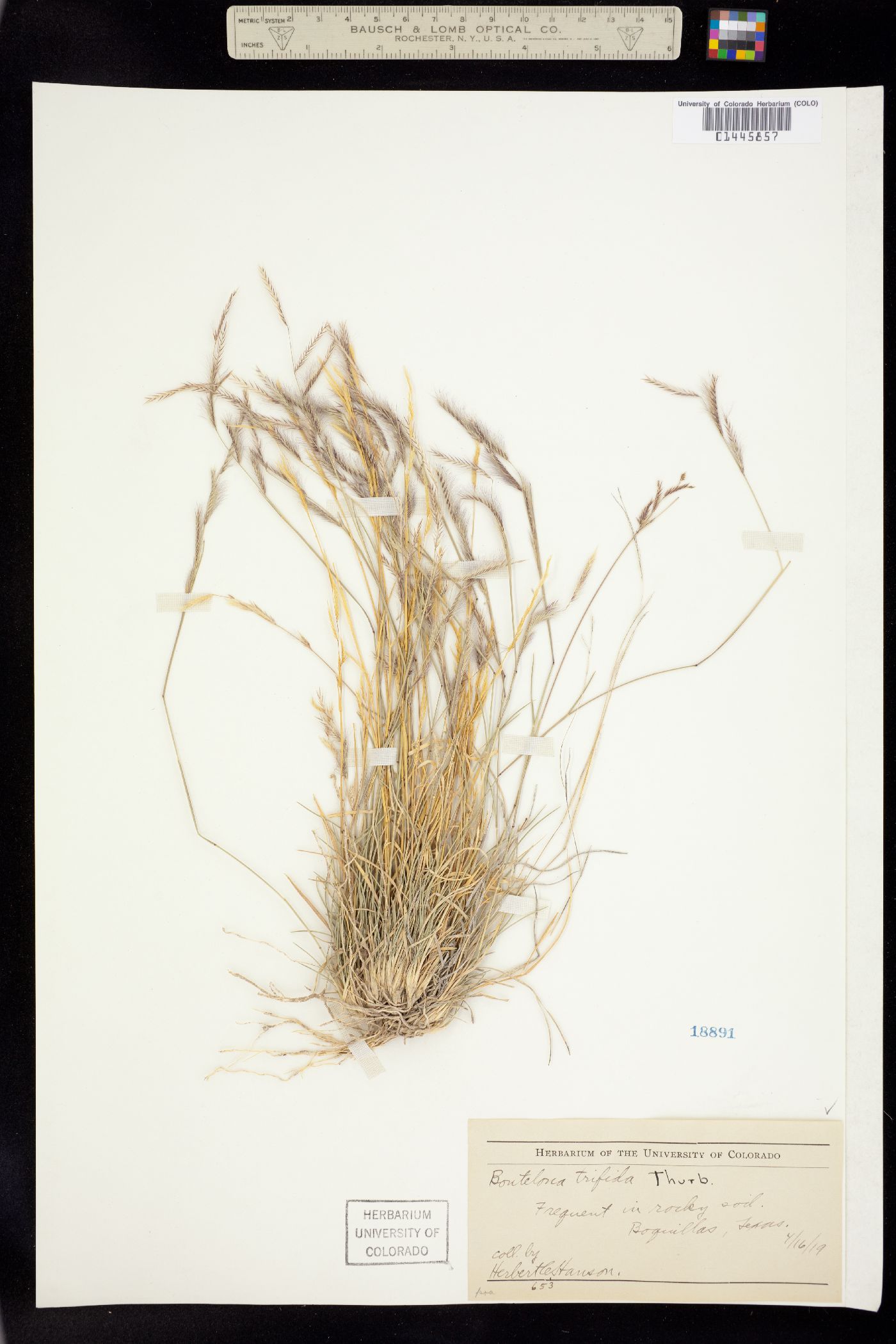 Bouteloua trifida image