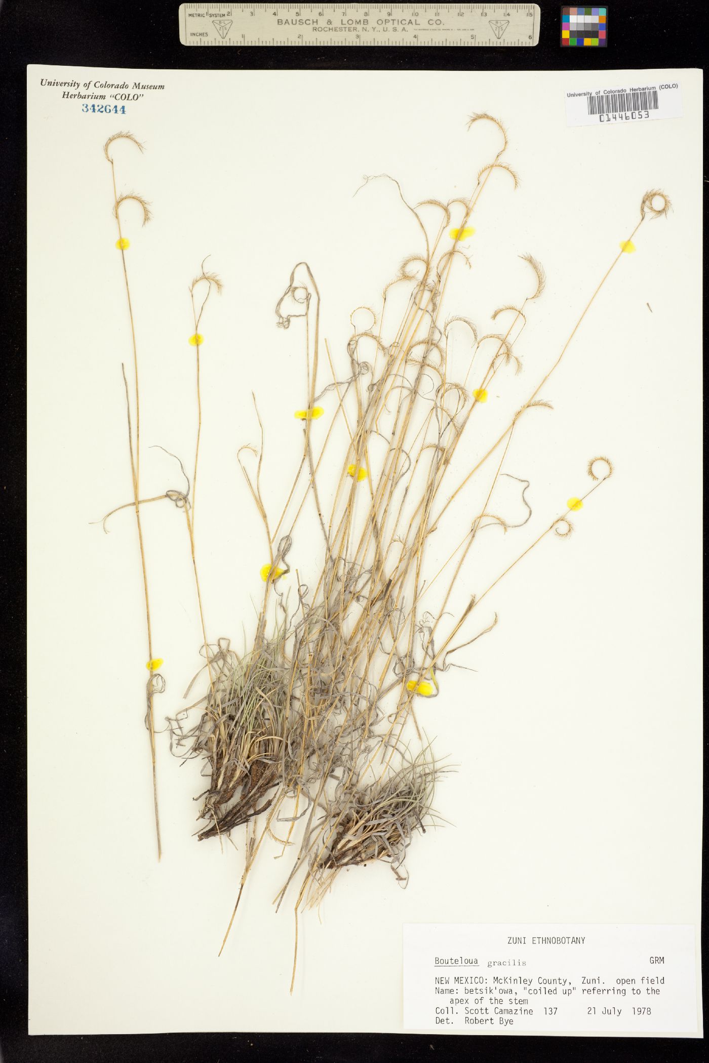 Bouteloua gracilis image