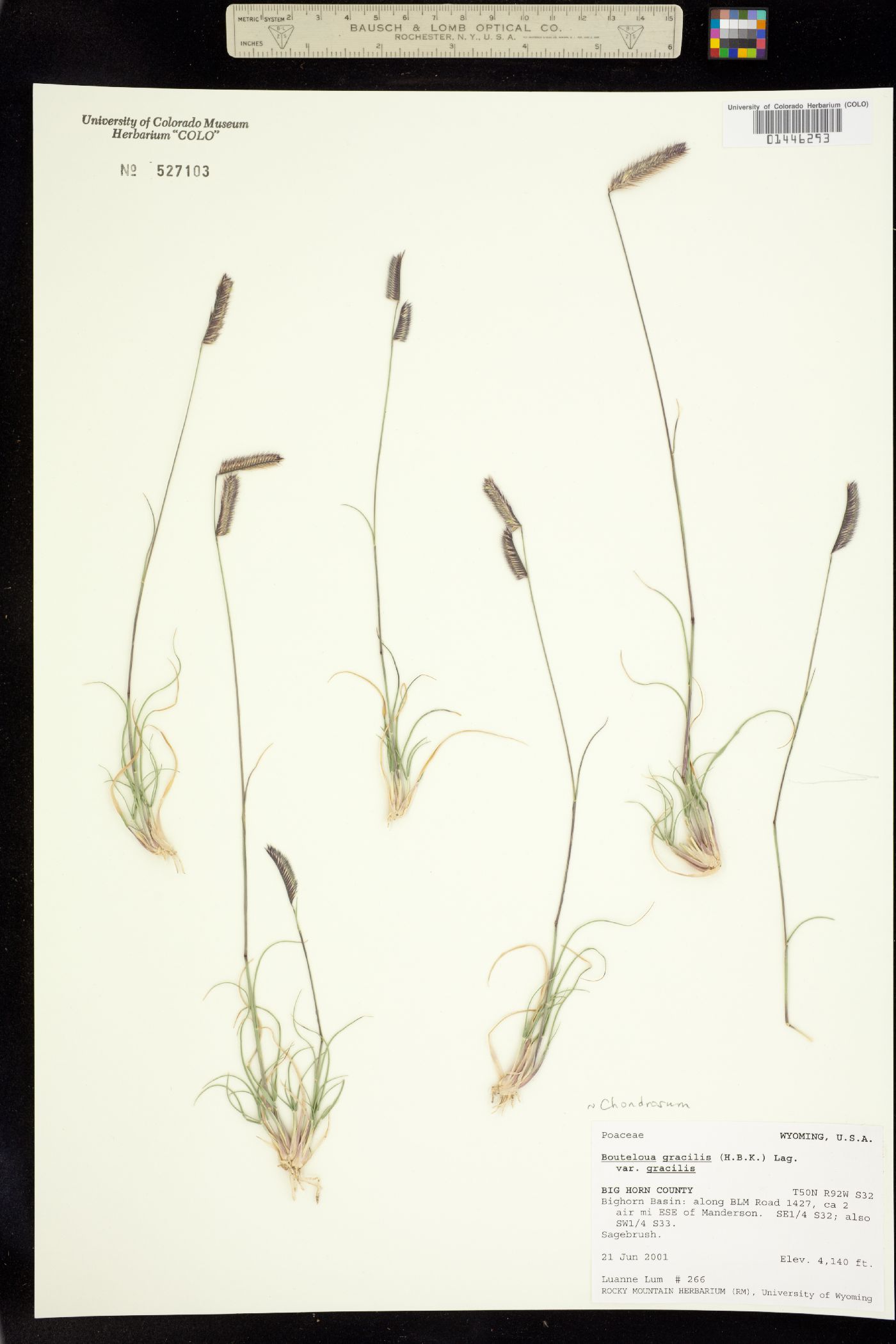 Bouteloua gracilis image