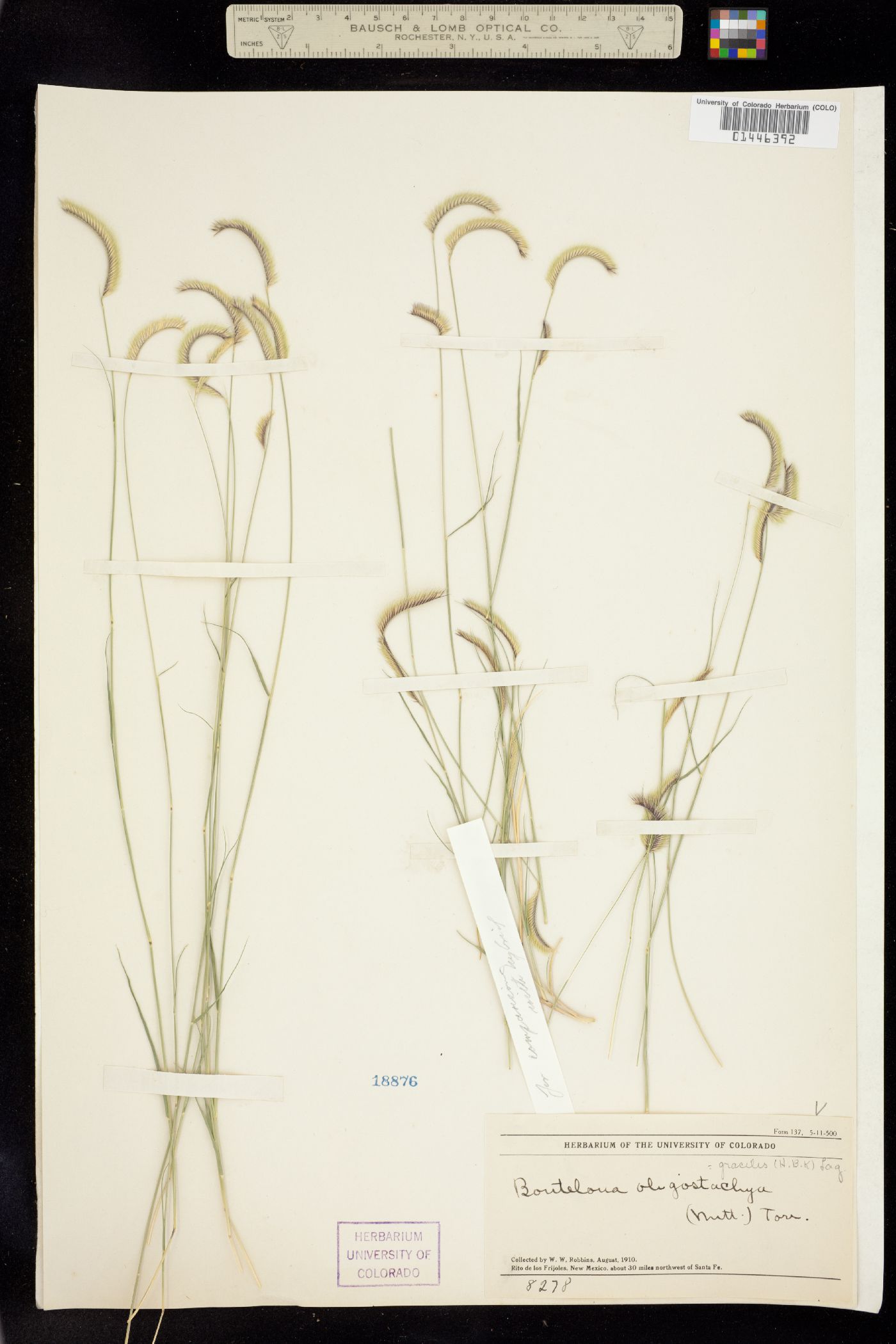 Bouteloua image