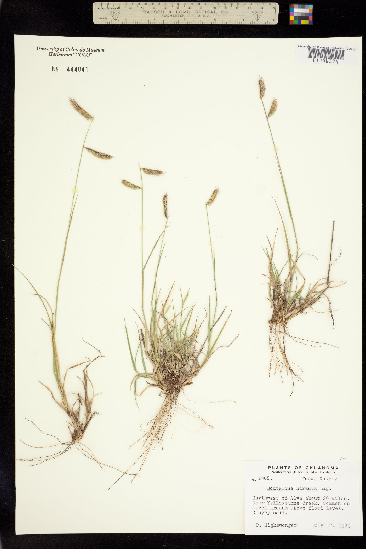 Bouteloua hirsuta image