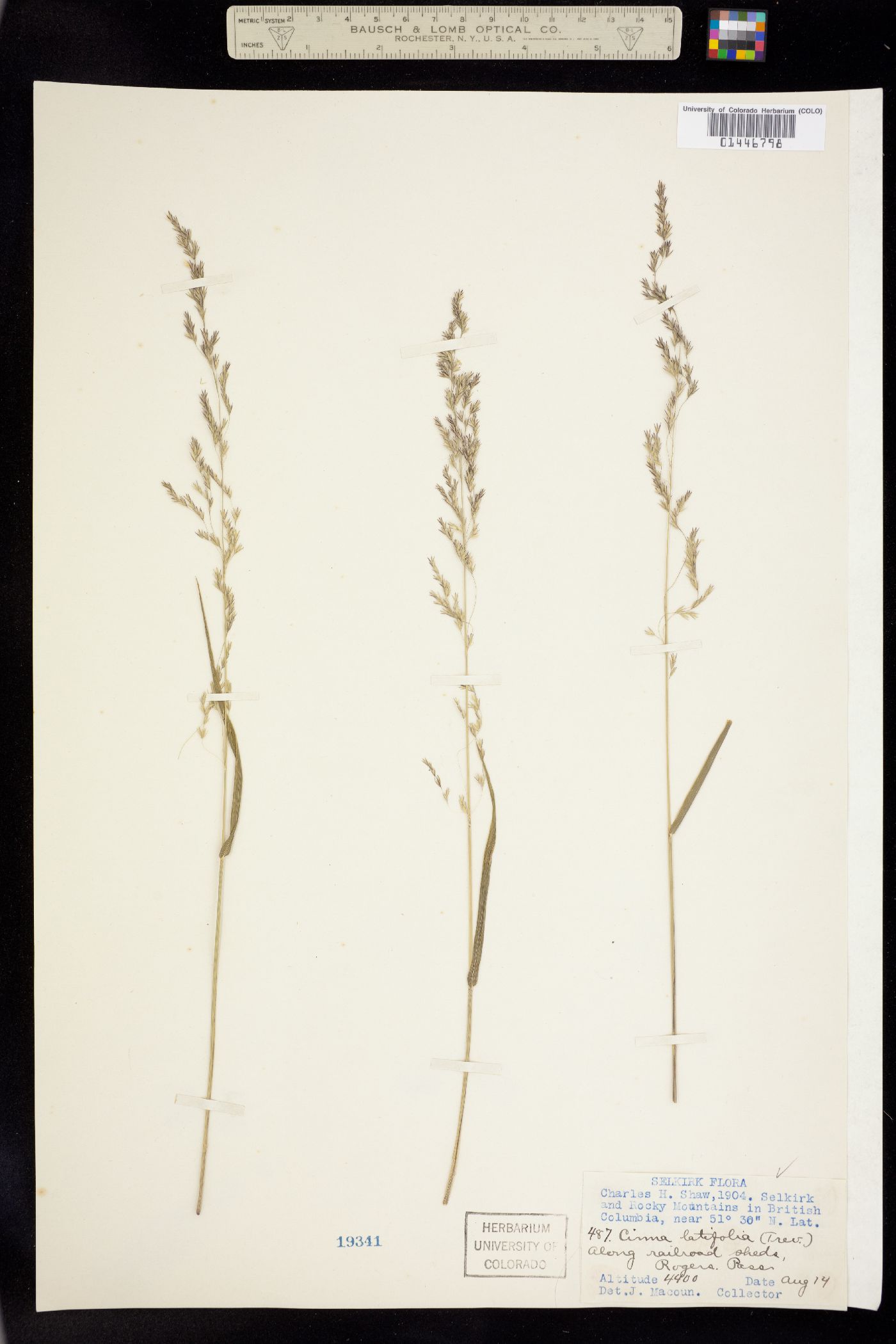 Cinna latifolia image