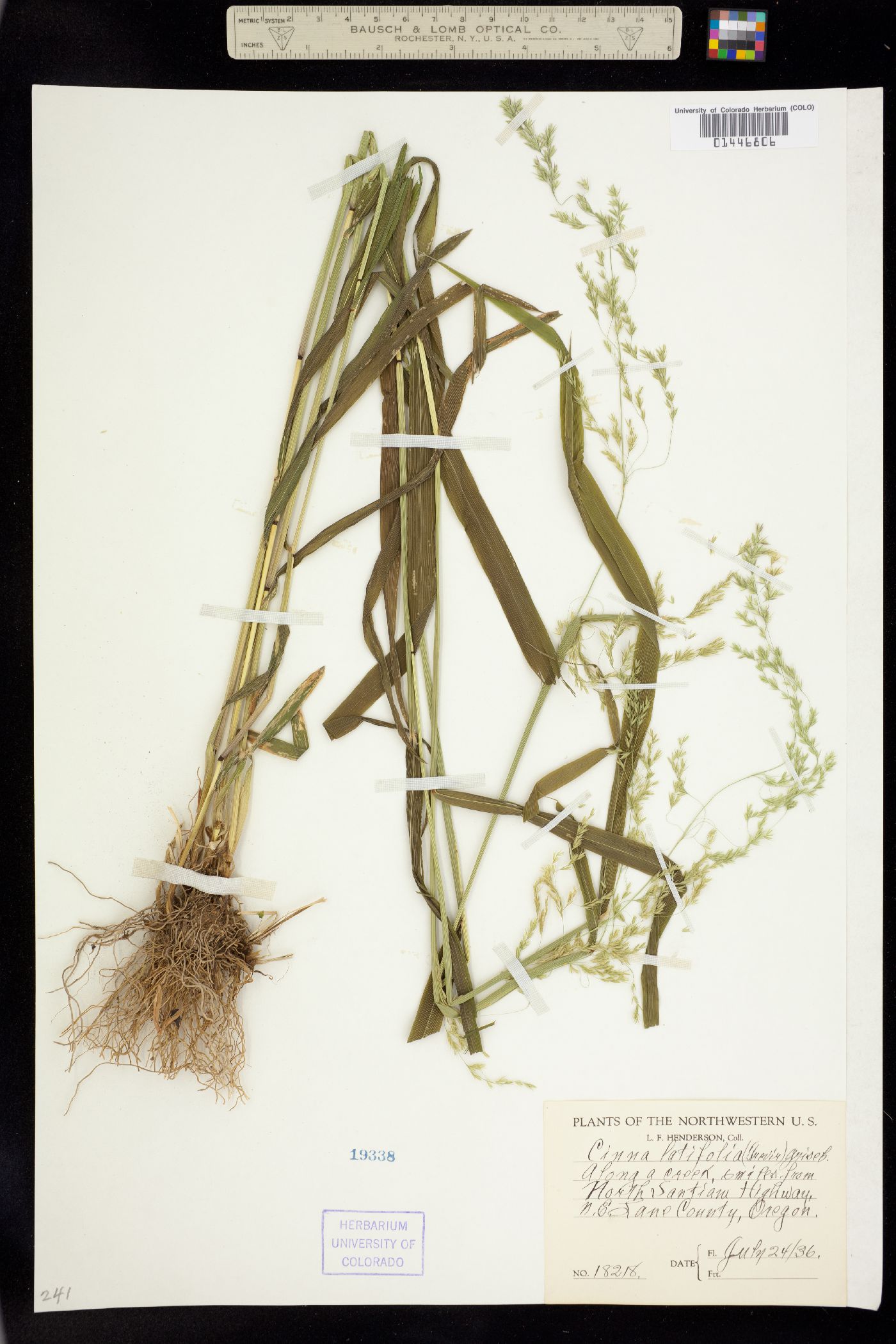 Cinna latifolia image