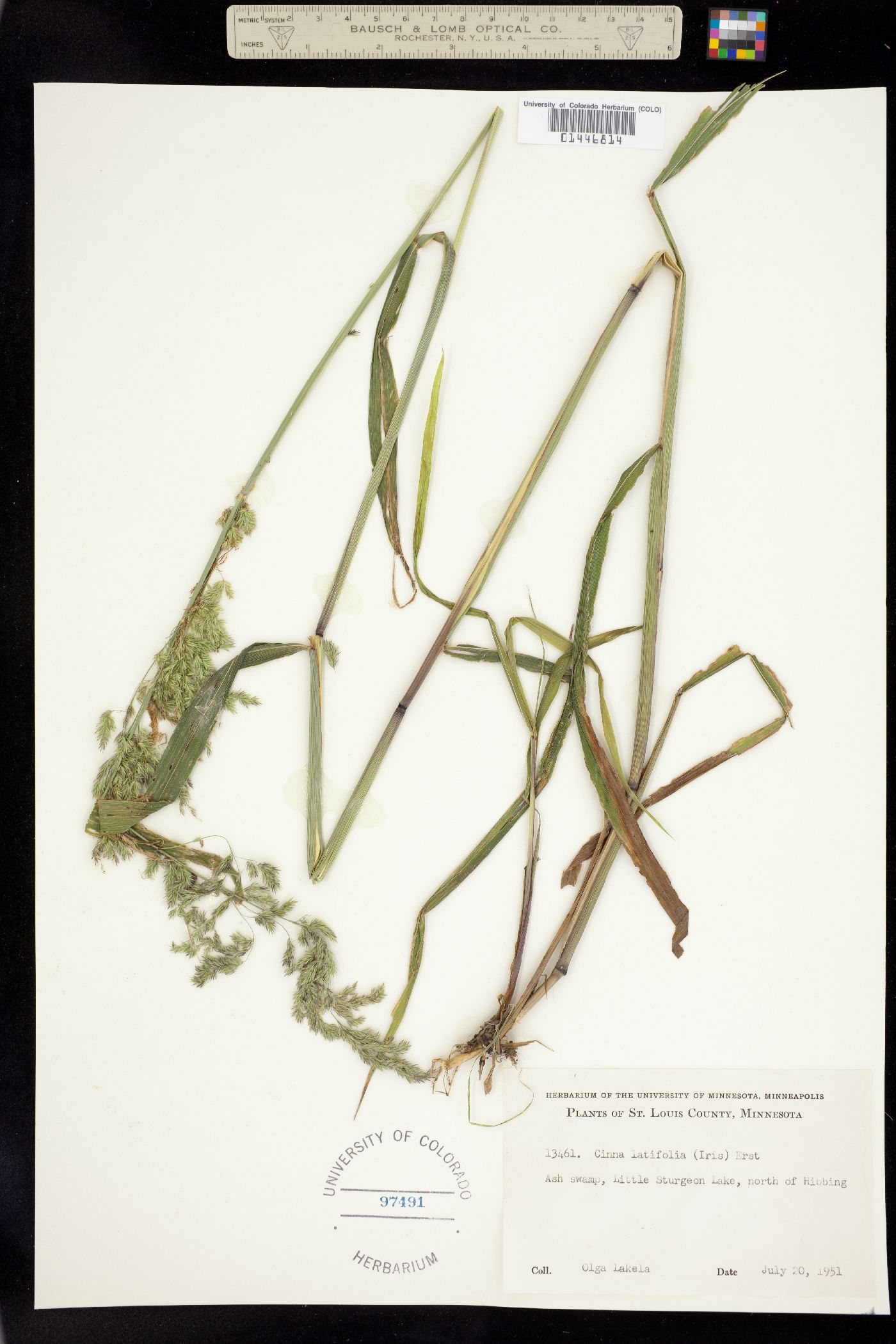 Cinna latifolia image