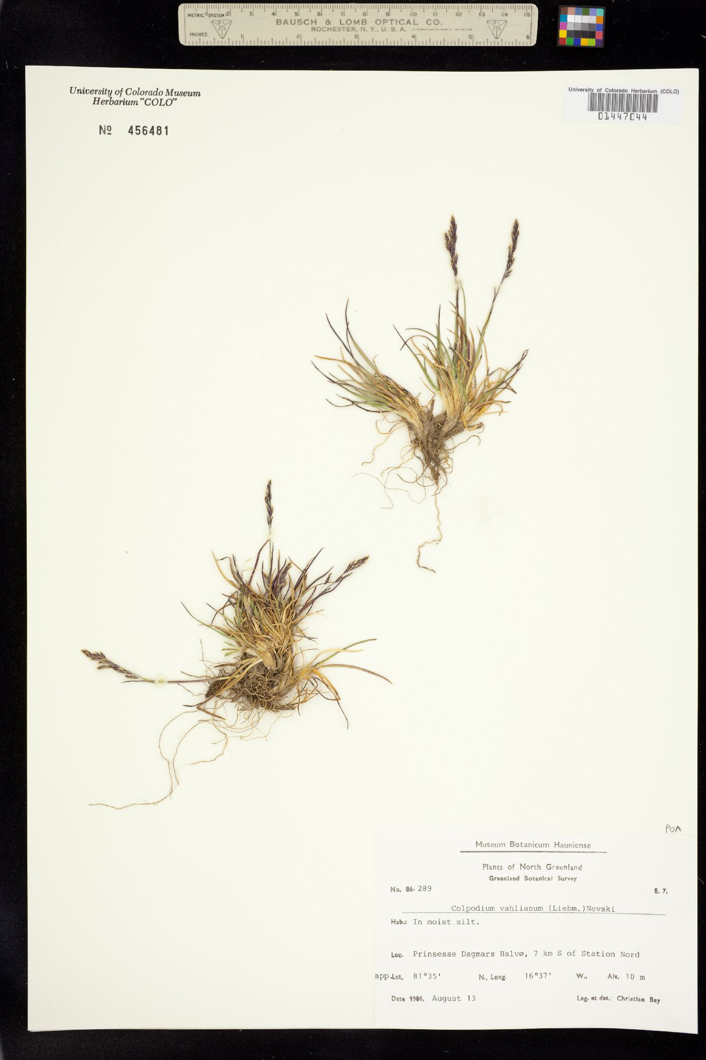 Colpodium vahlianum image