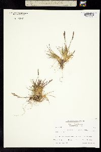 Colpodium vahlianum image