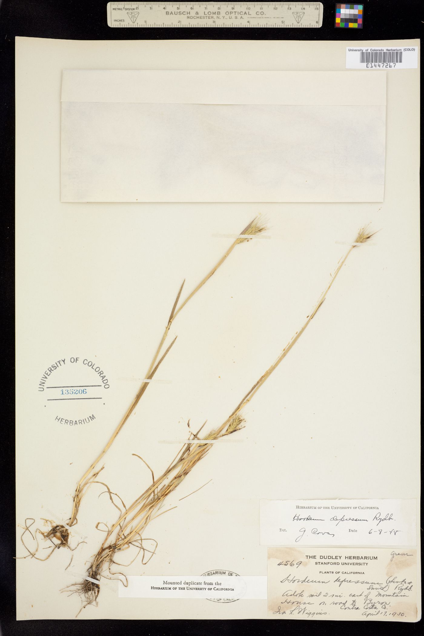 Hordeum brachyantherum subsp. brachyantherum image