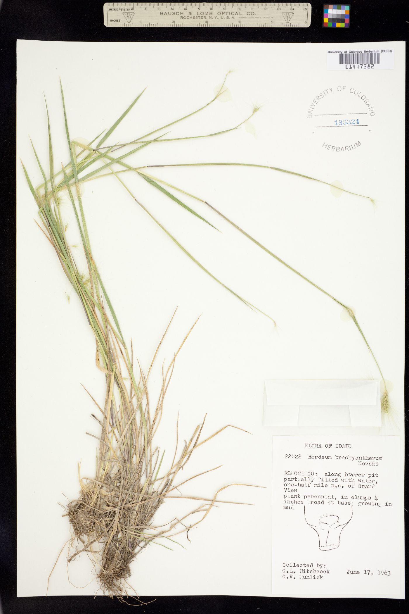 Critesion brachyantherum image