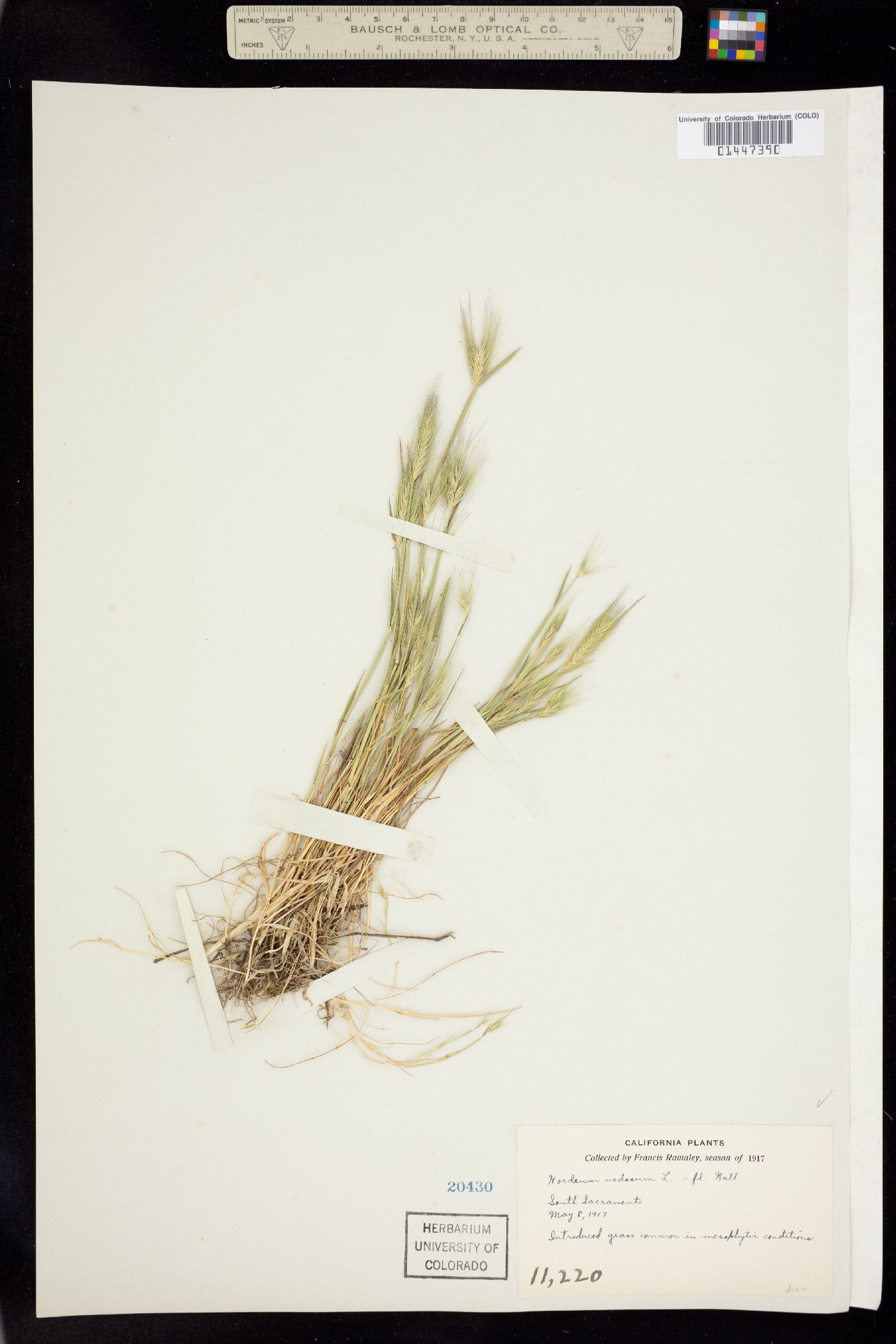 Critesion brachyantherum image