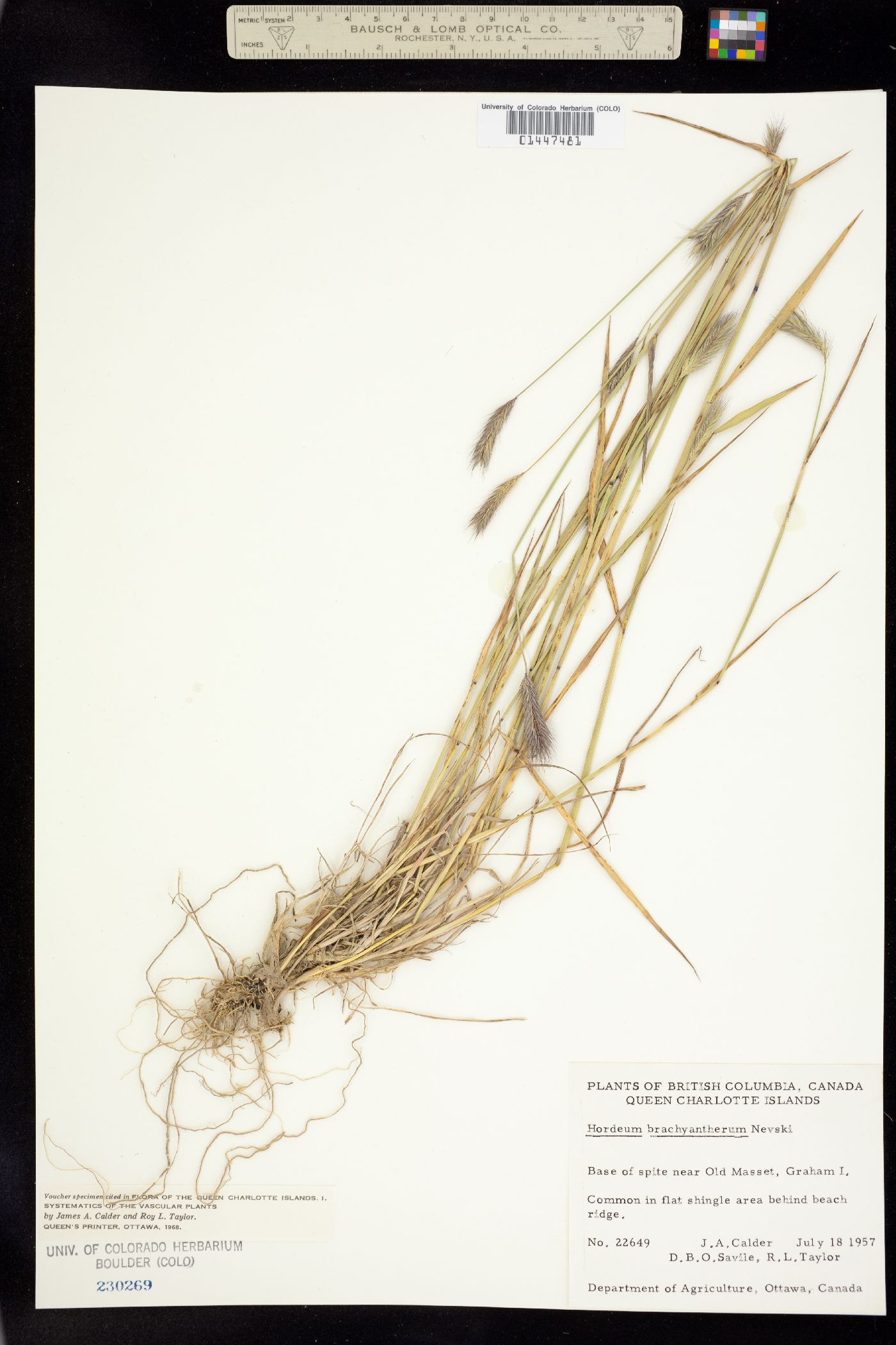 Hordeum brachyantherum subsp. brachyantherum image