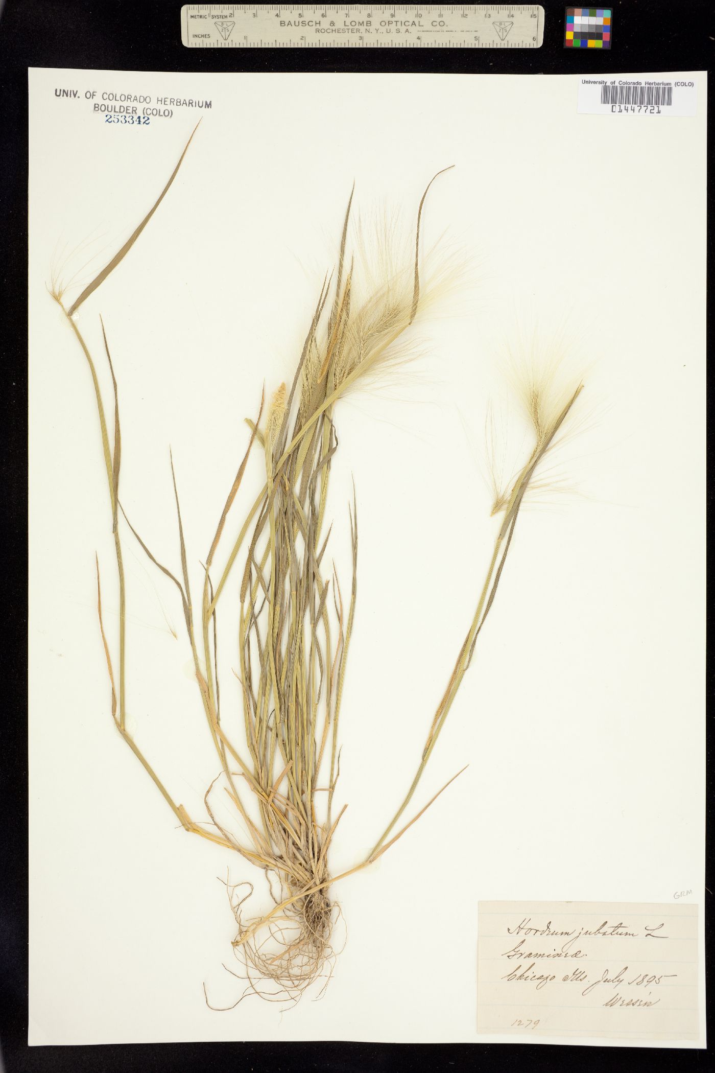 Hordeum image