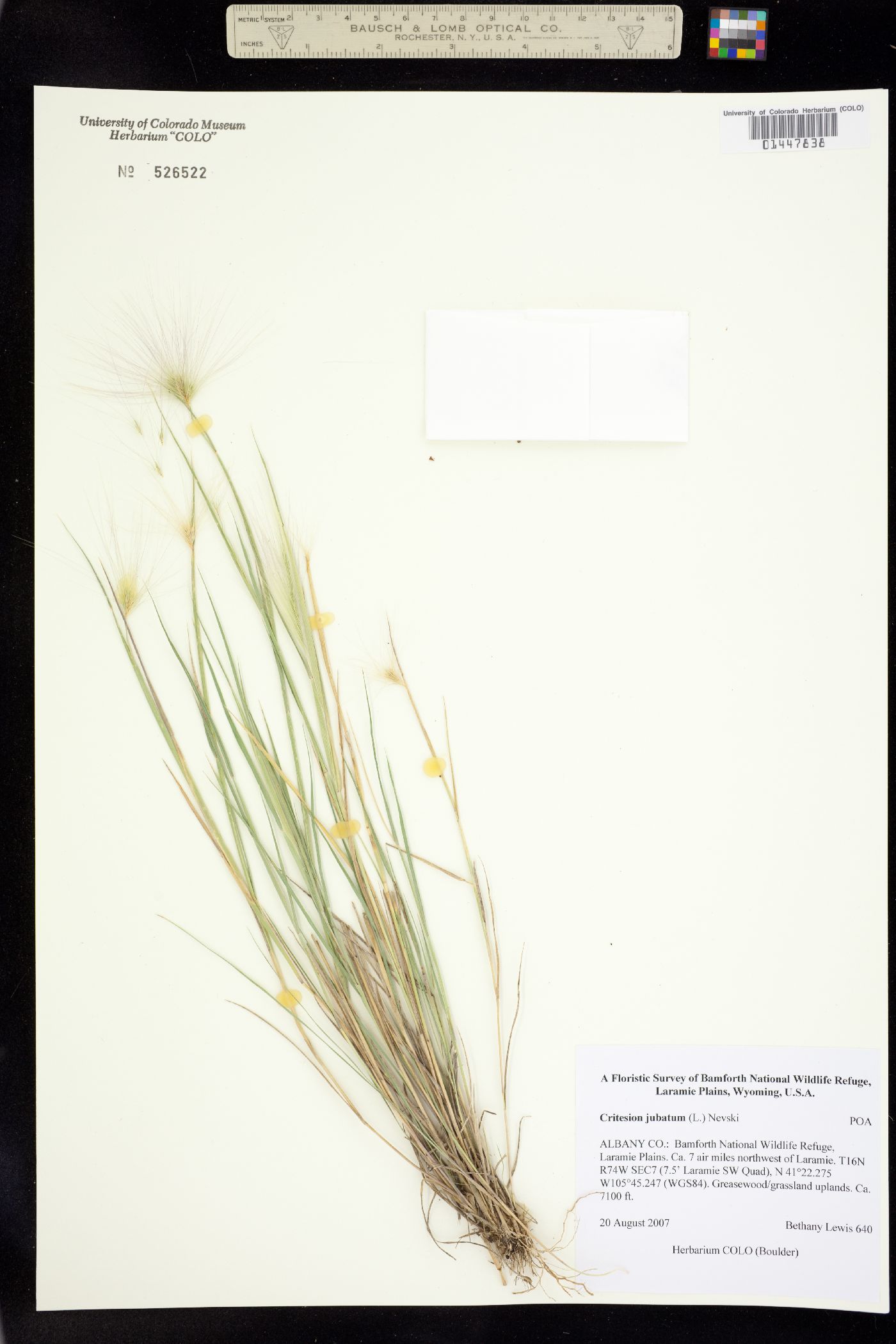 Hordeum image