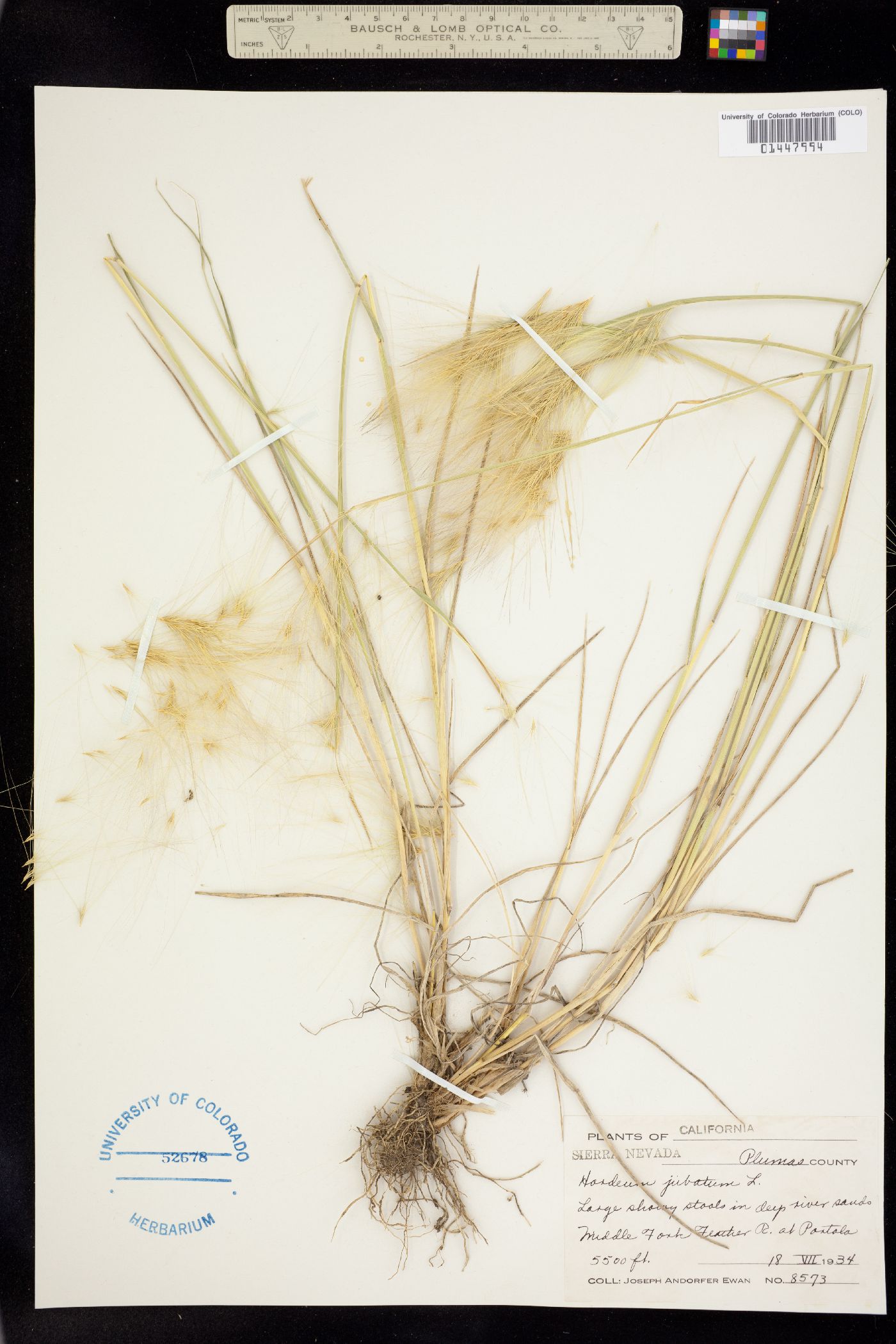 Hordeum jubatum image