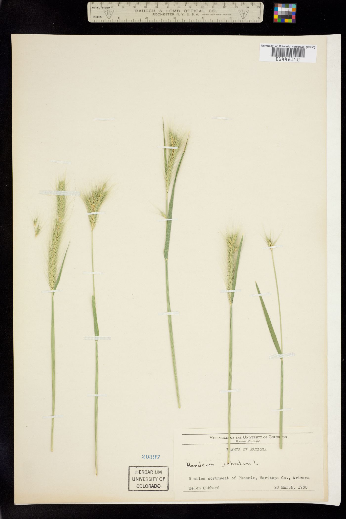 Hordeum image