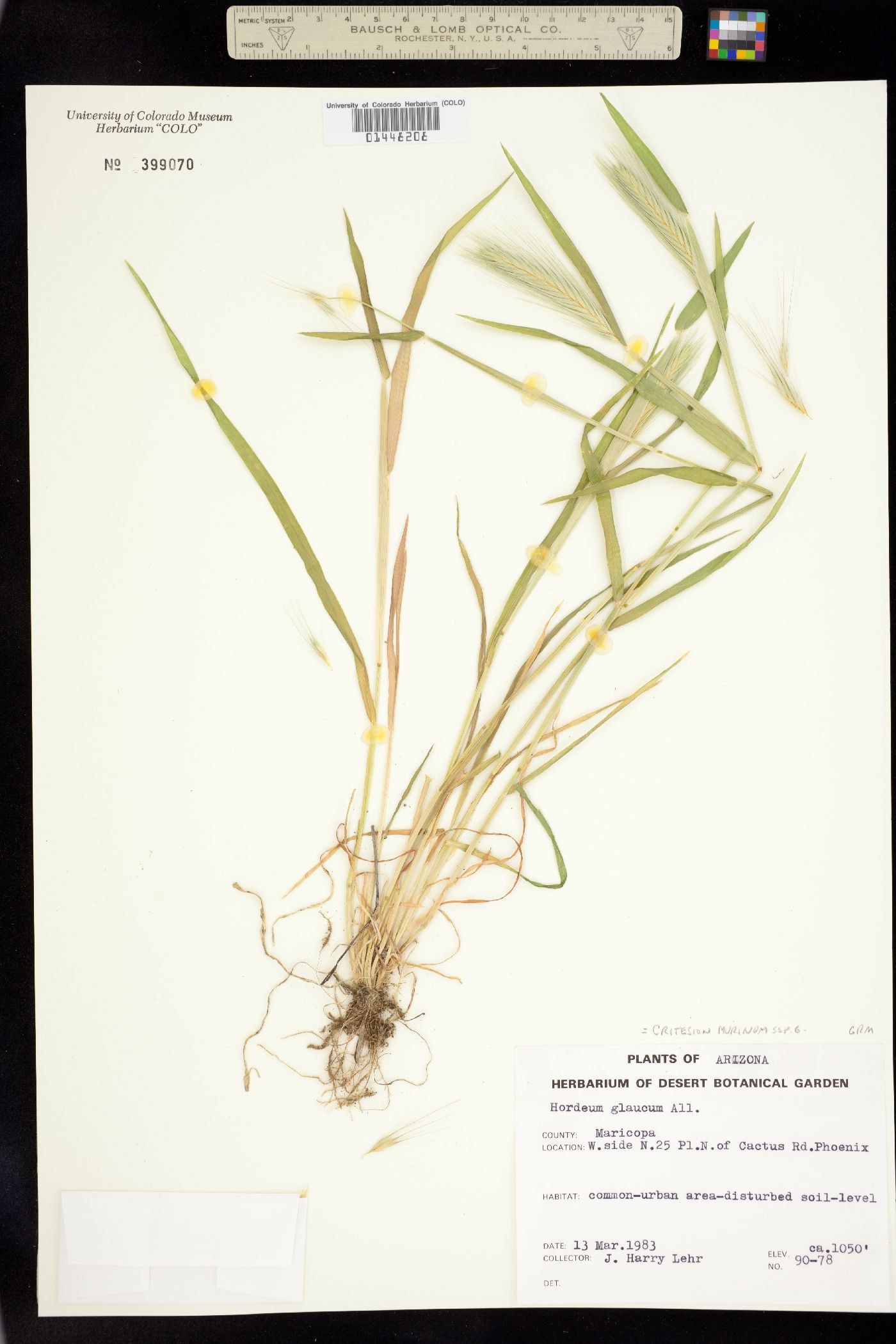 Hordeum marinum image