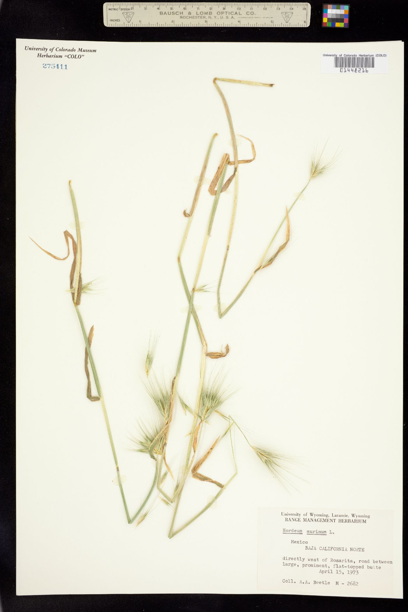 Hordeum marinum image