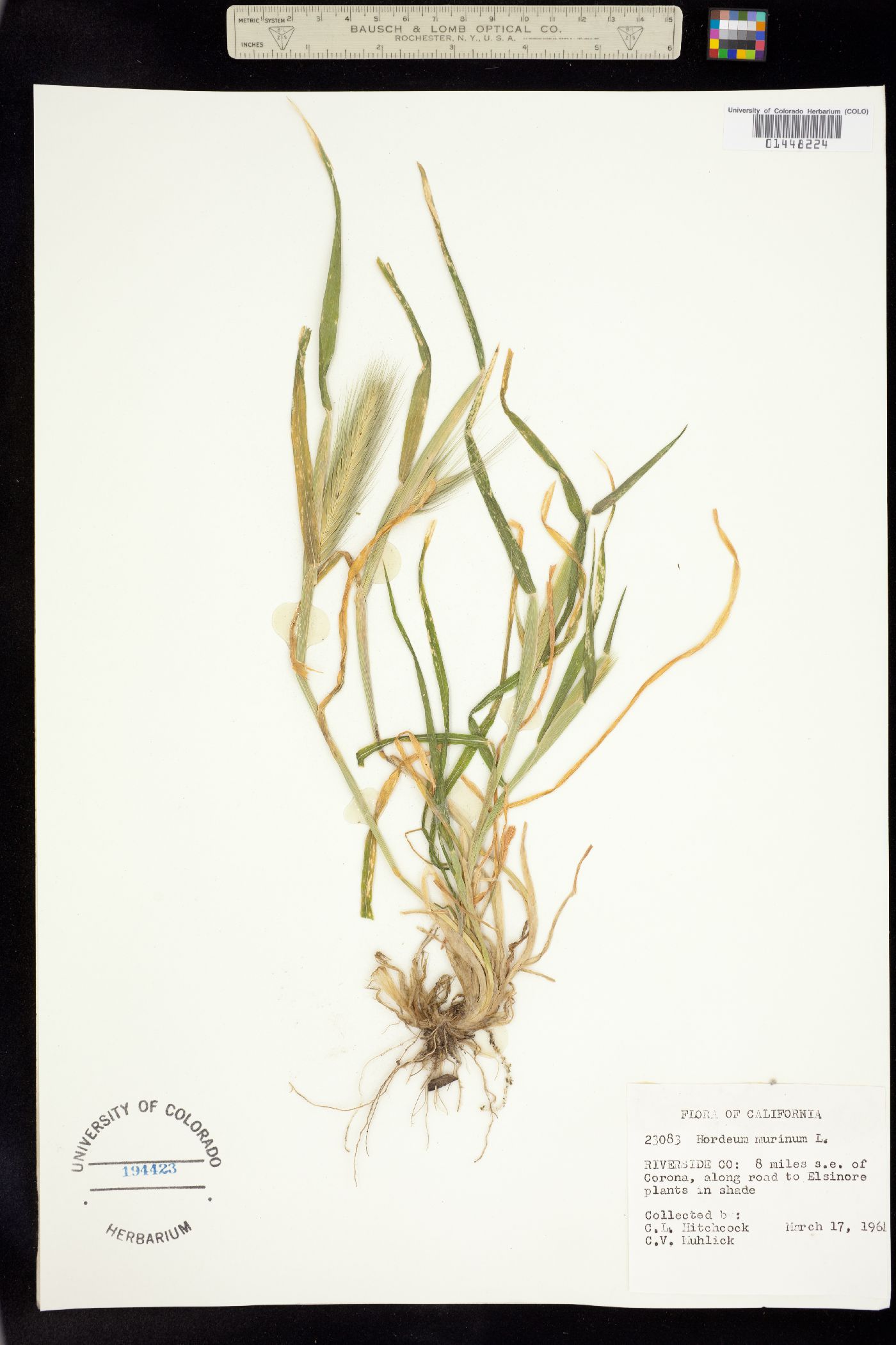 Hordeum marinum image