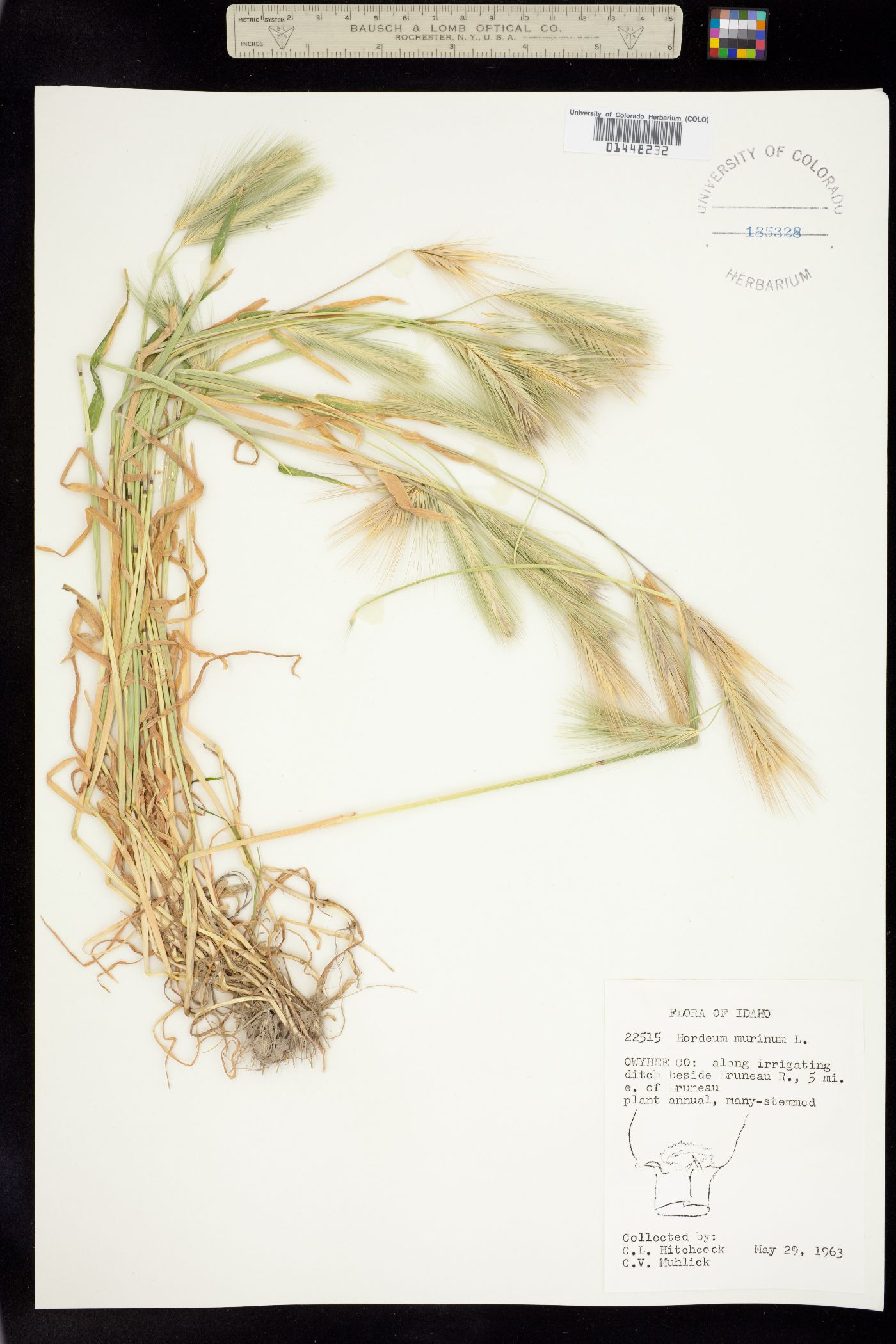 Hordeum marinum image