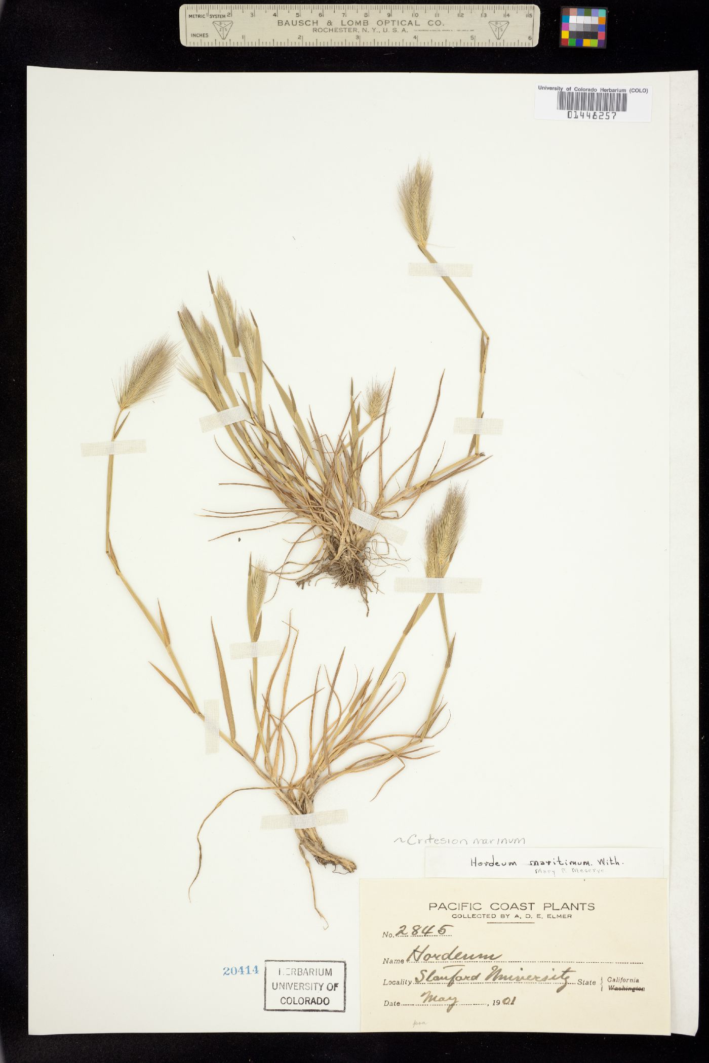 Hordeum marinum image