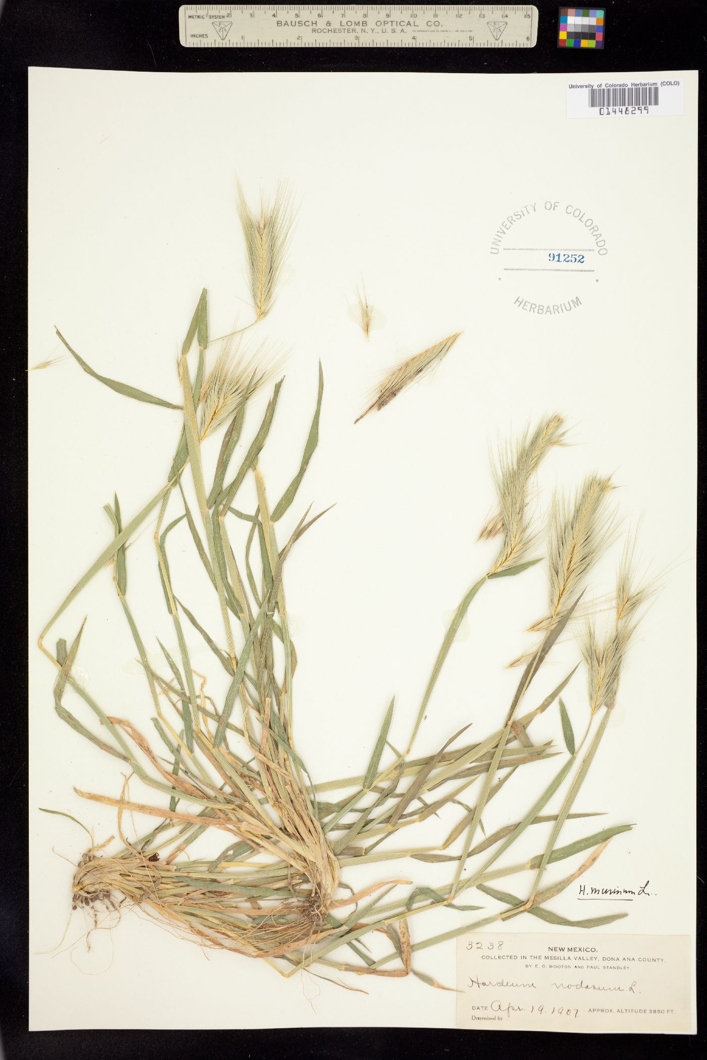 Hordeum marinum image