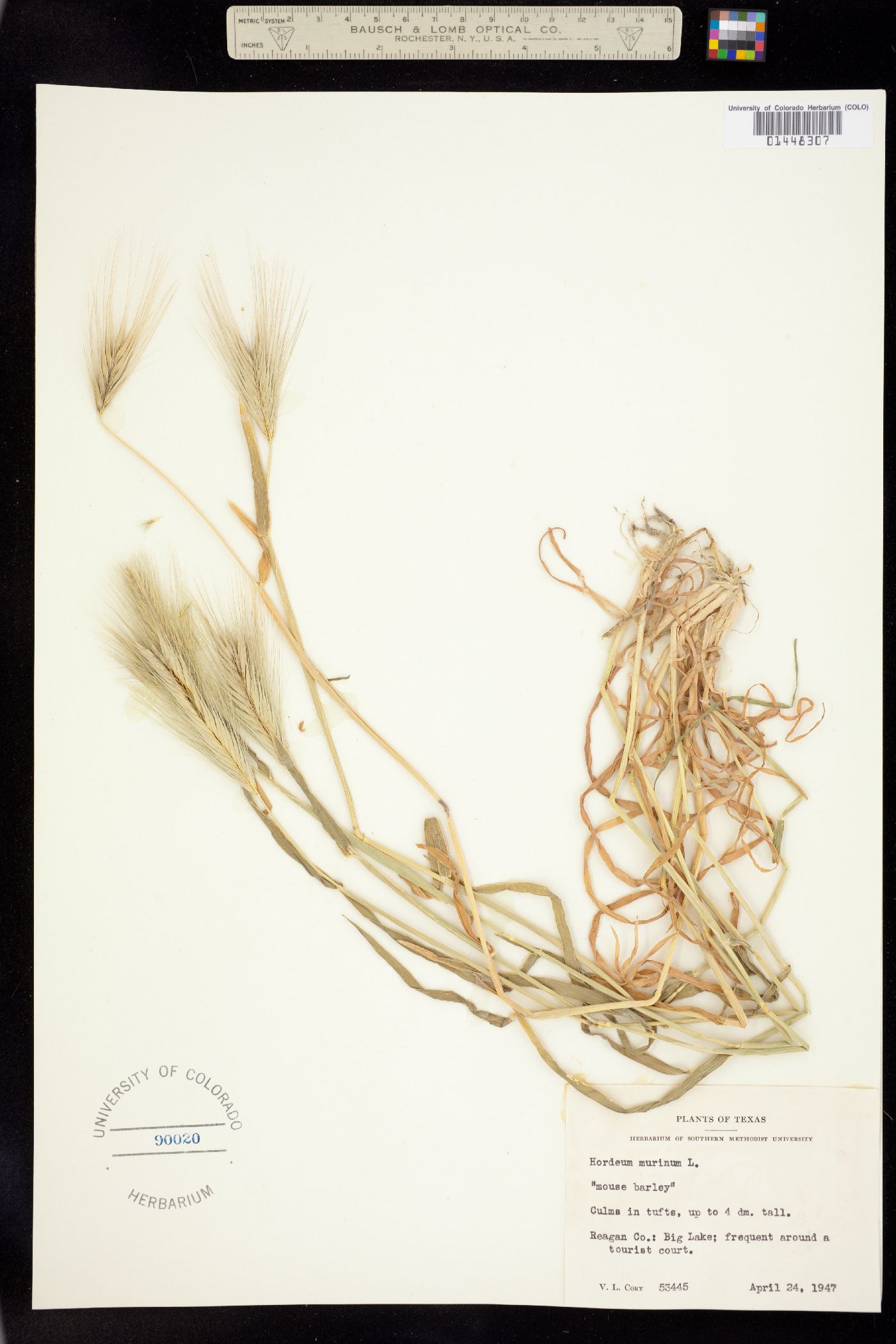 Hordeum image