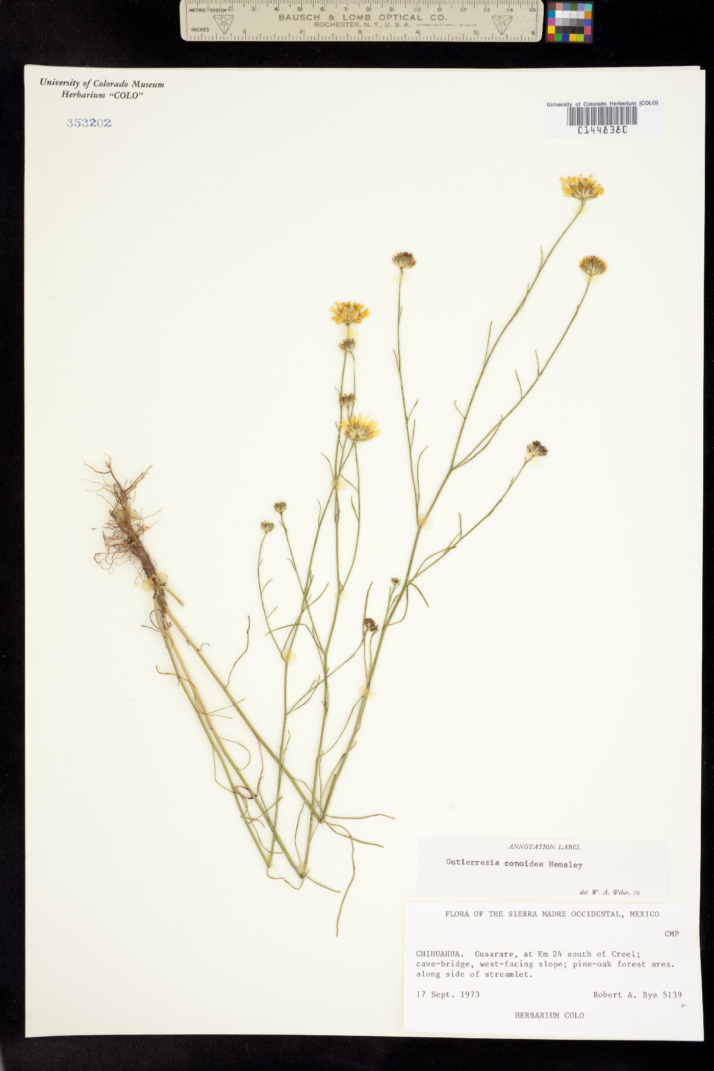 Gutierrezia conoidea image